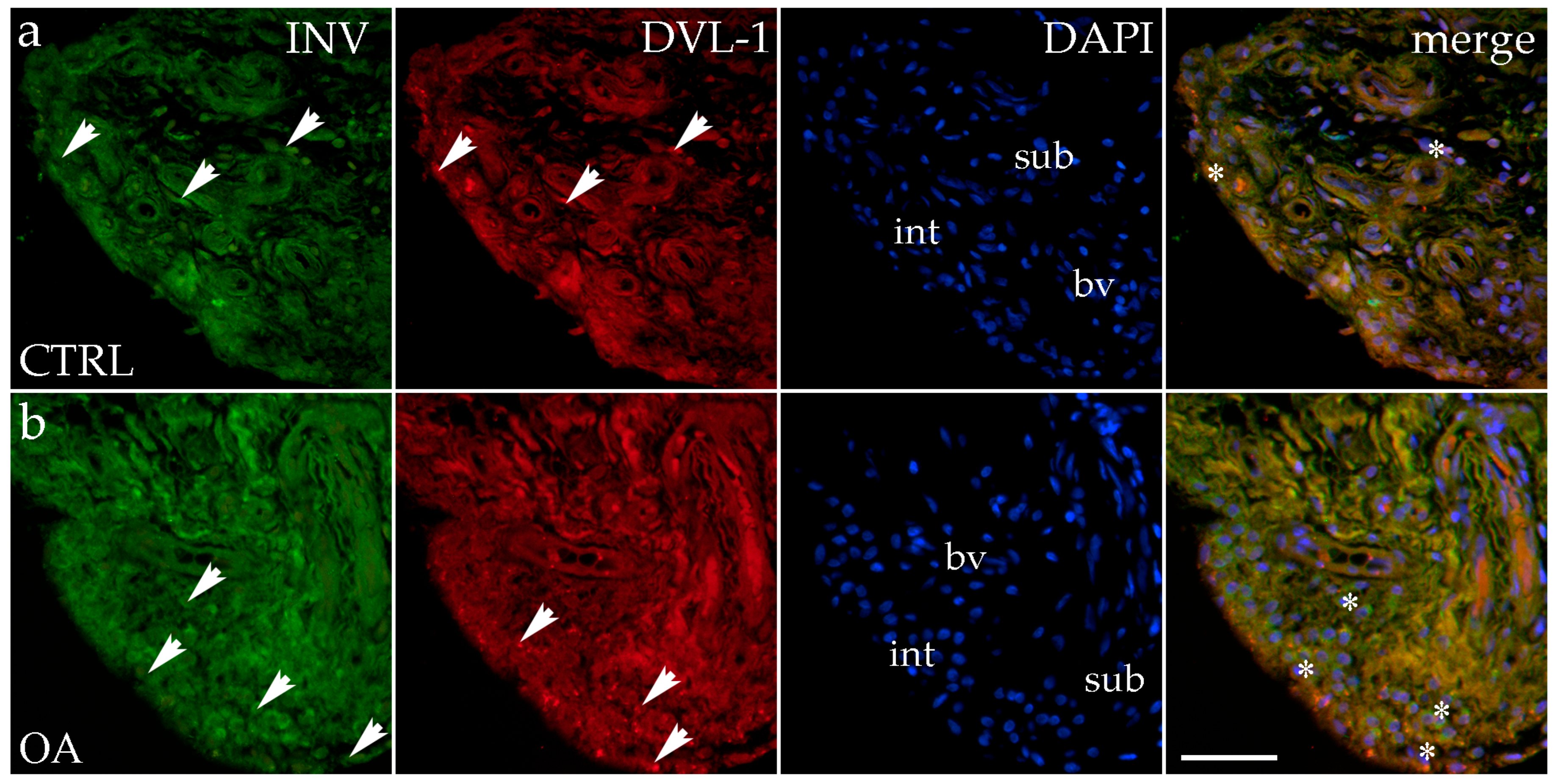 Biomedicines 13 00995 g002