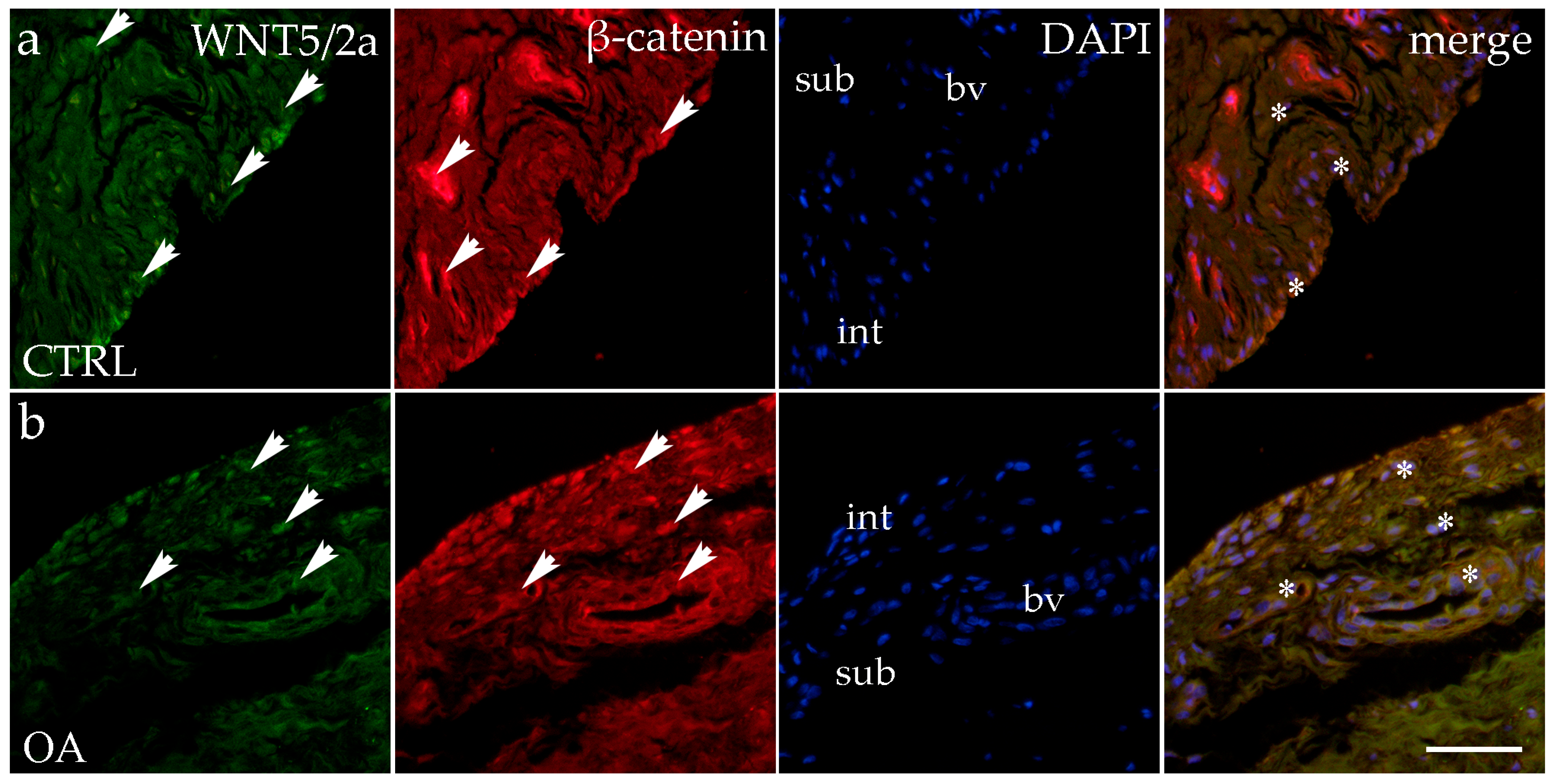 Biomedicines 13 00995 g004