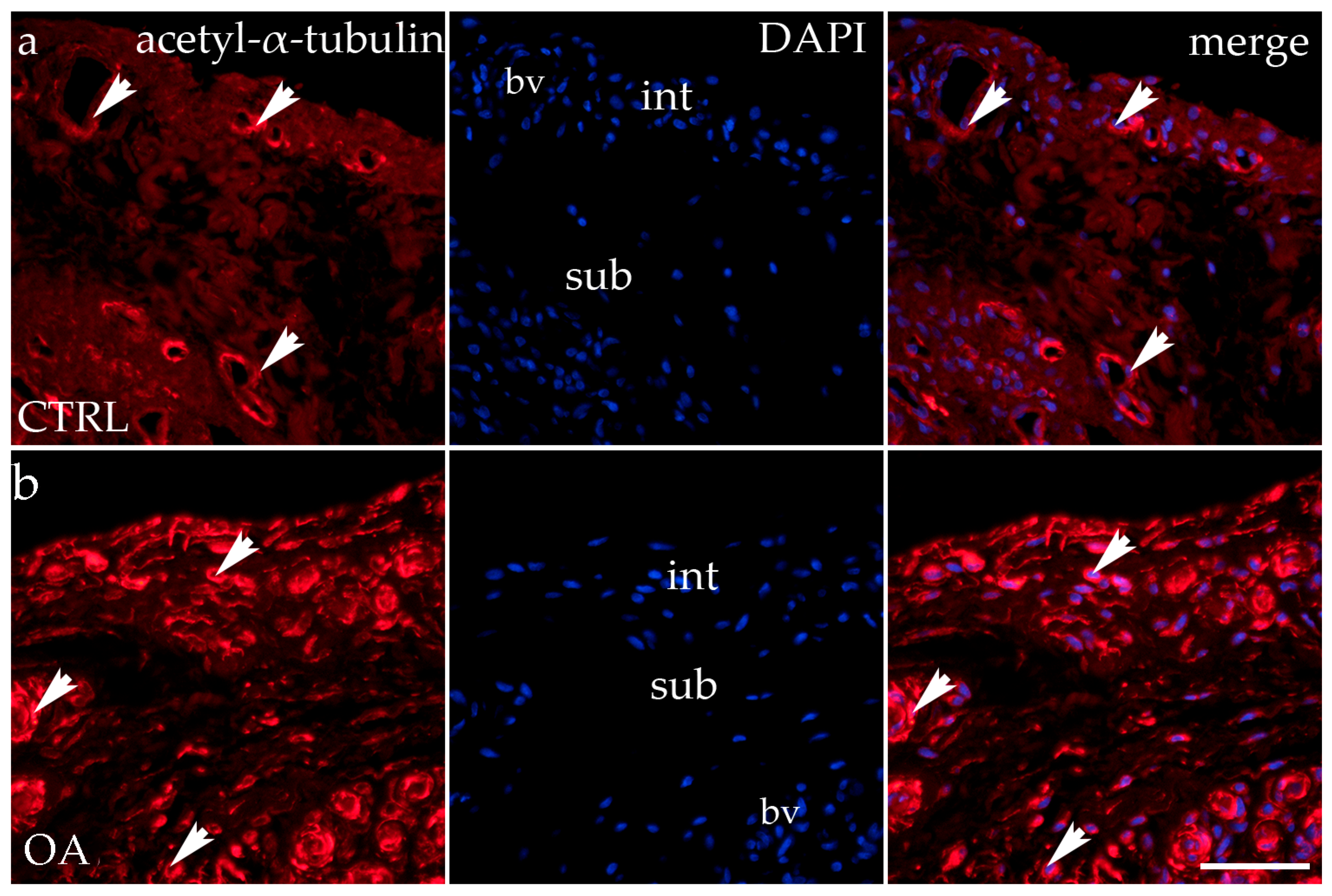 Biomedicines 13 00995 g005