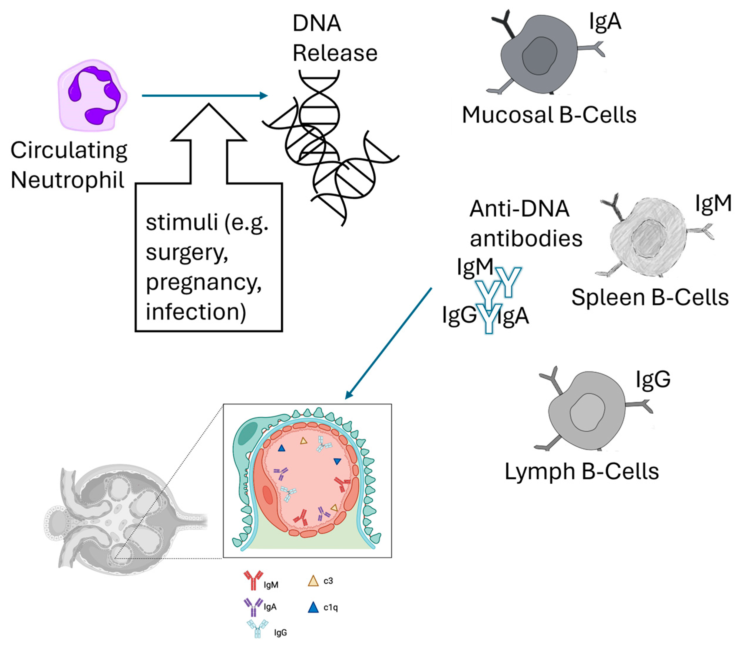 Biomedicines 13 01003 g001