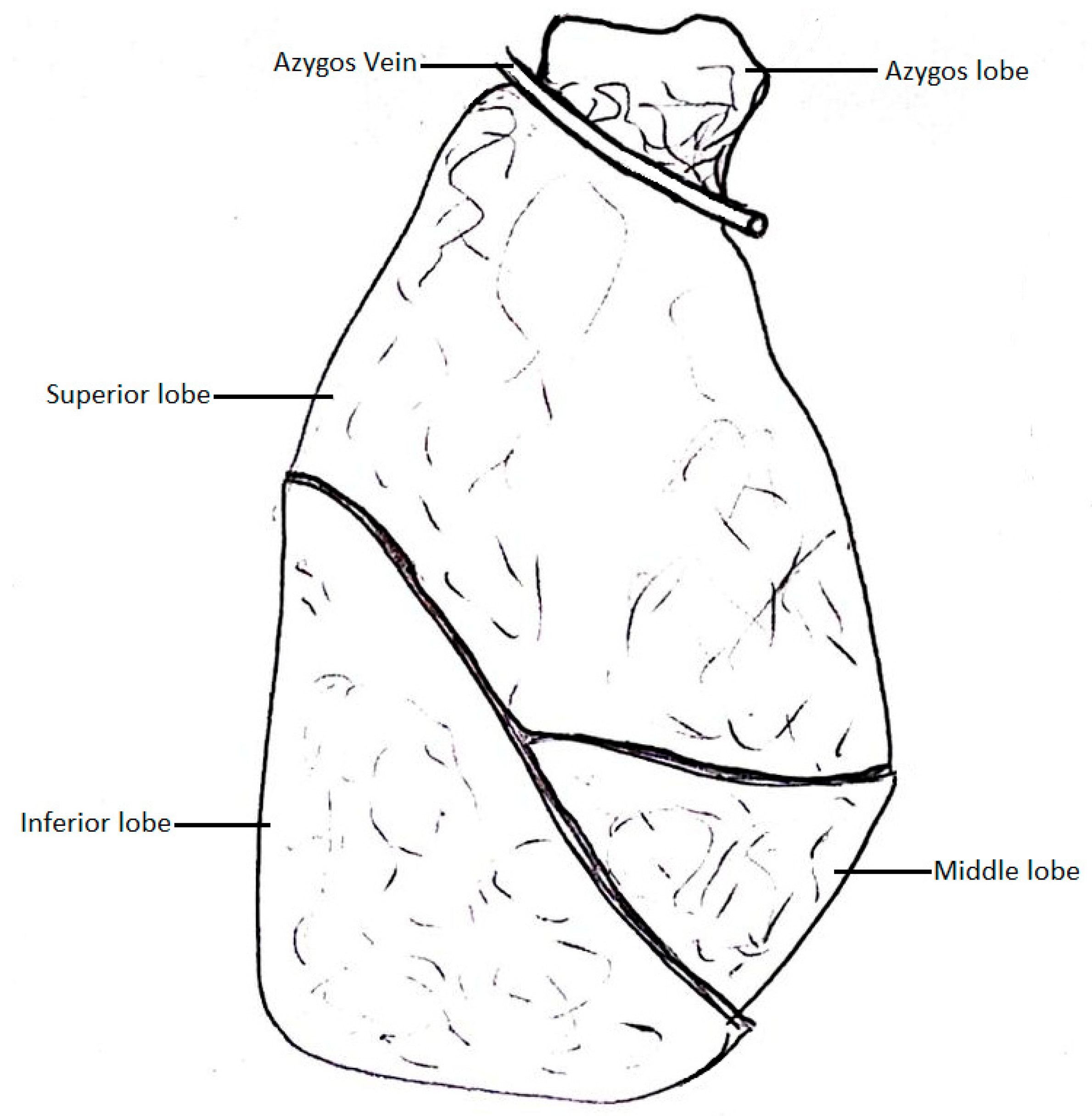 Biomedicines 13 01013 g003