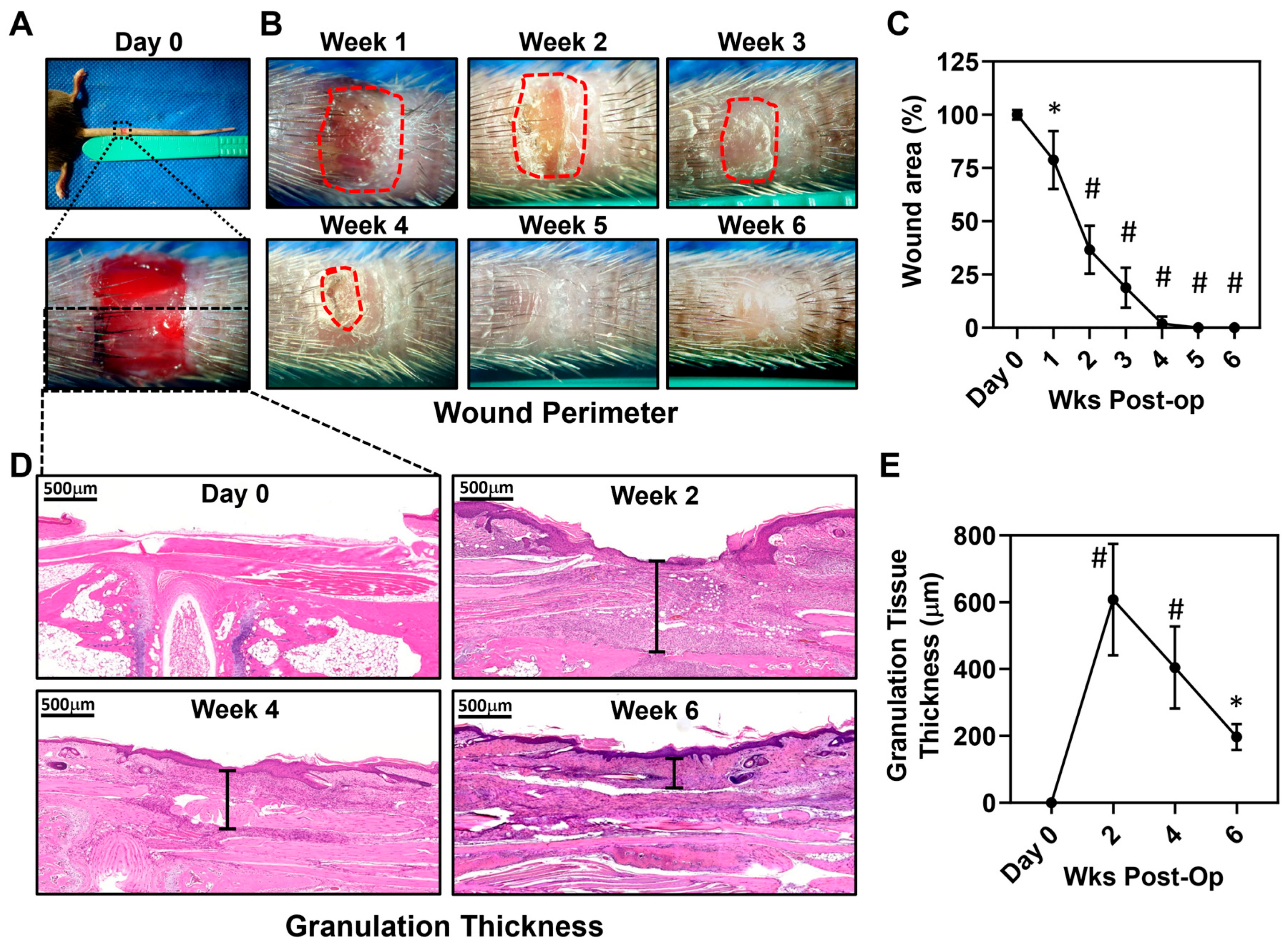 Biomedicines 13 01026 g001