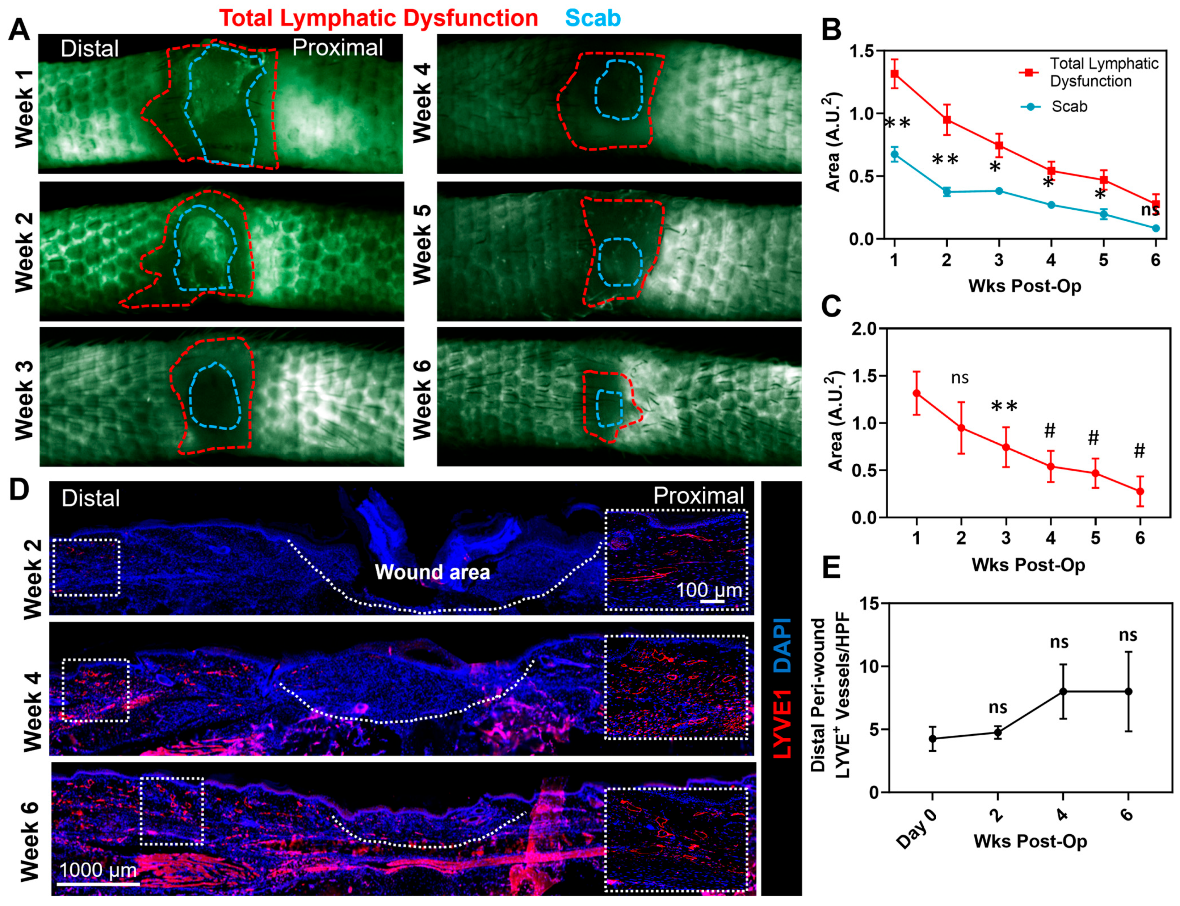Biomedicines 13 01026 g002
