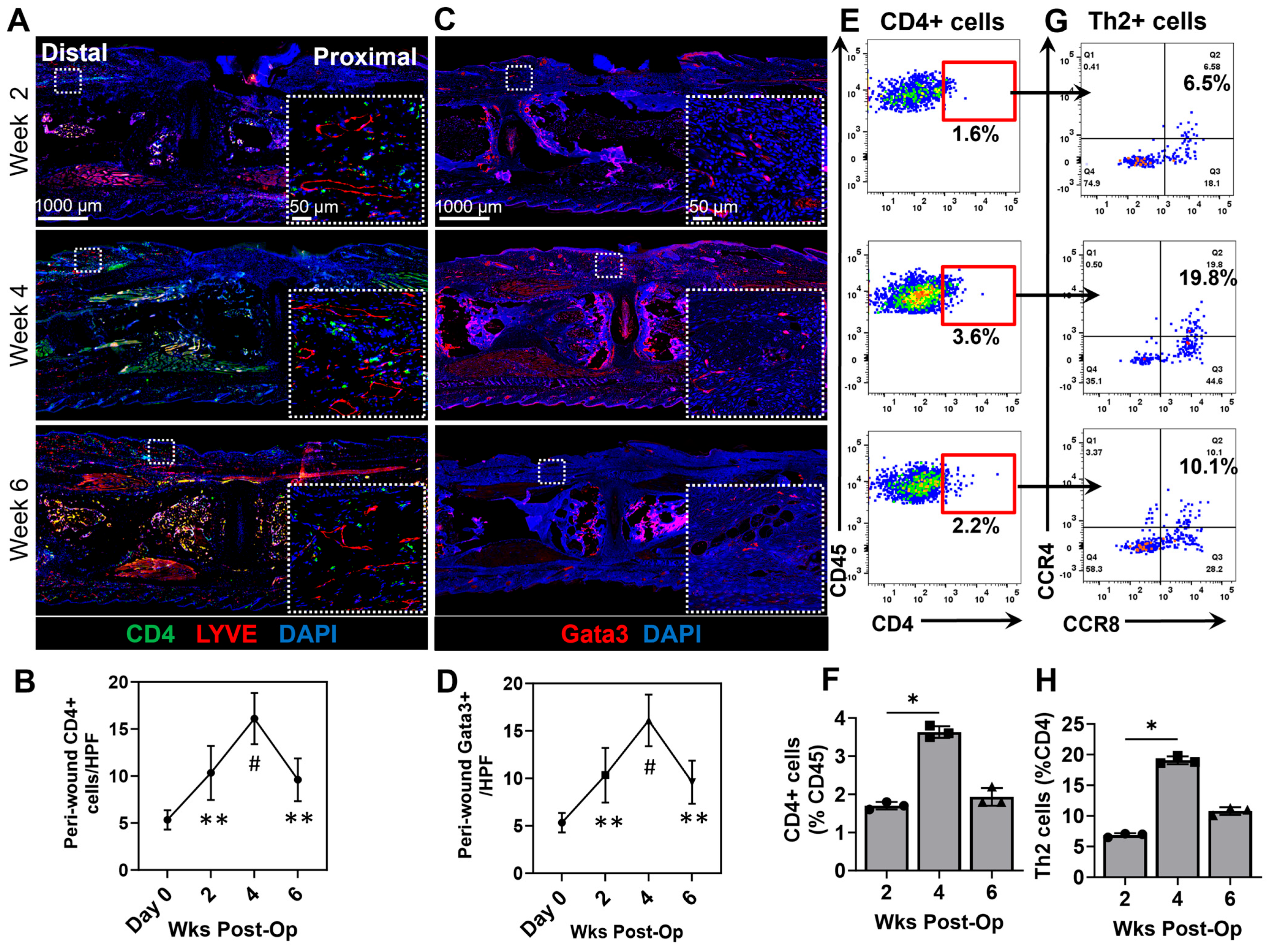Biomedicines 13 01026 g003
