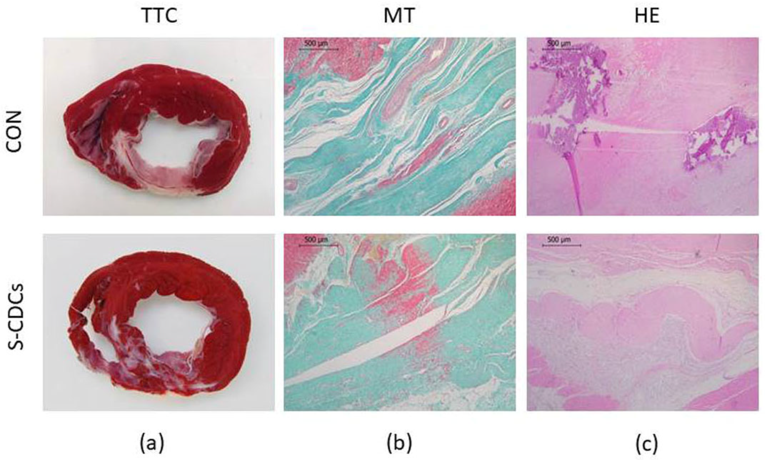 Biomedicines 13 01043 g004