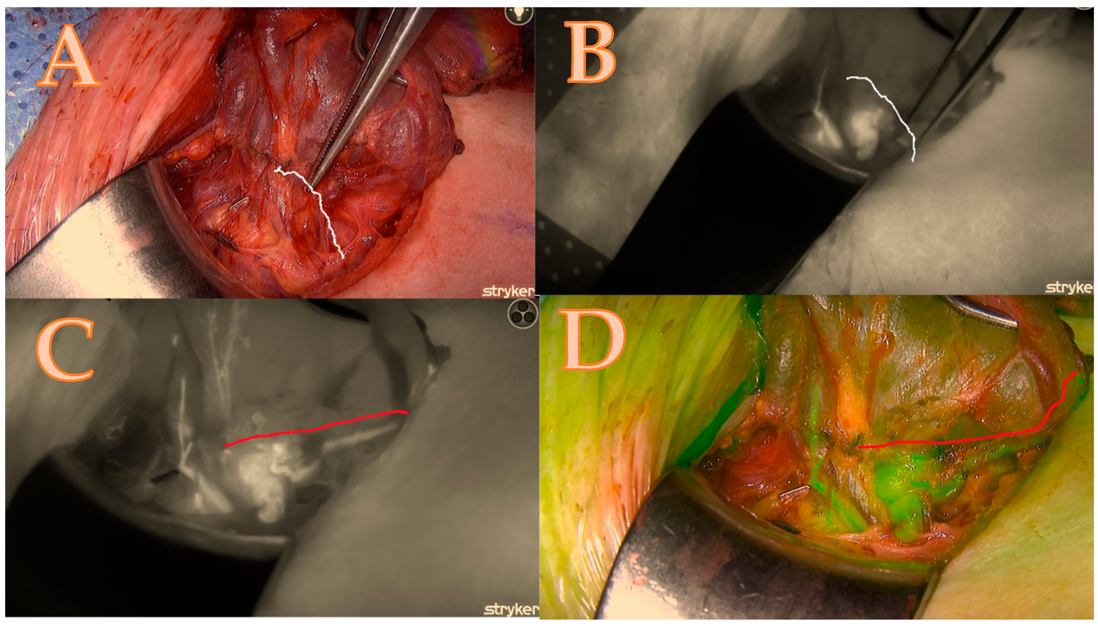 Biomedicines 13 01044 g001