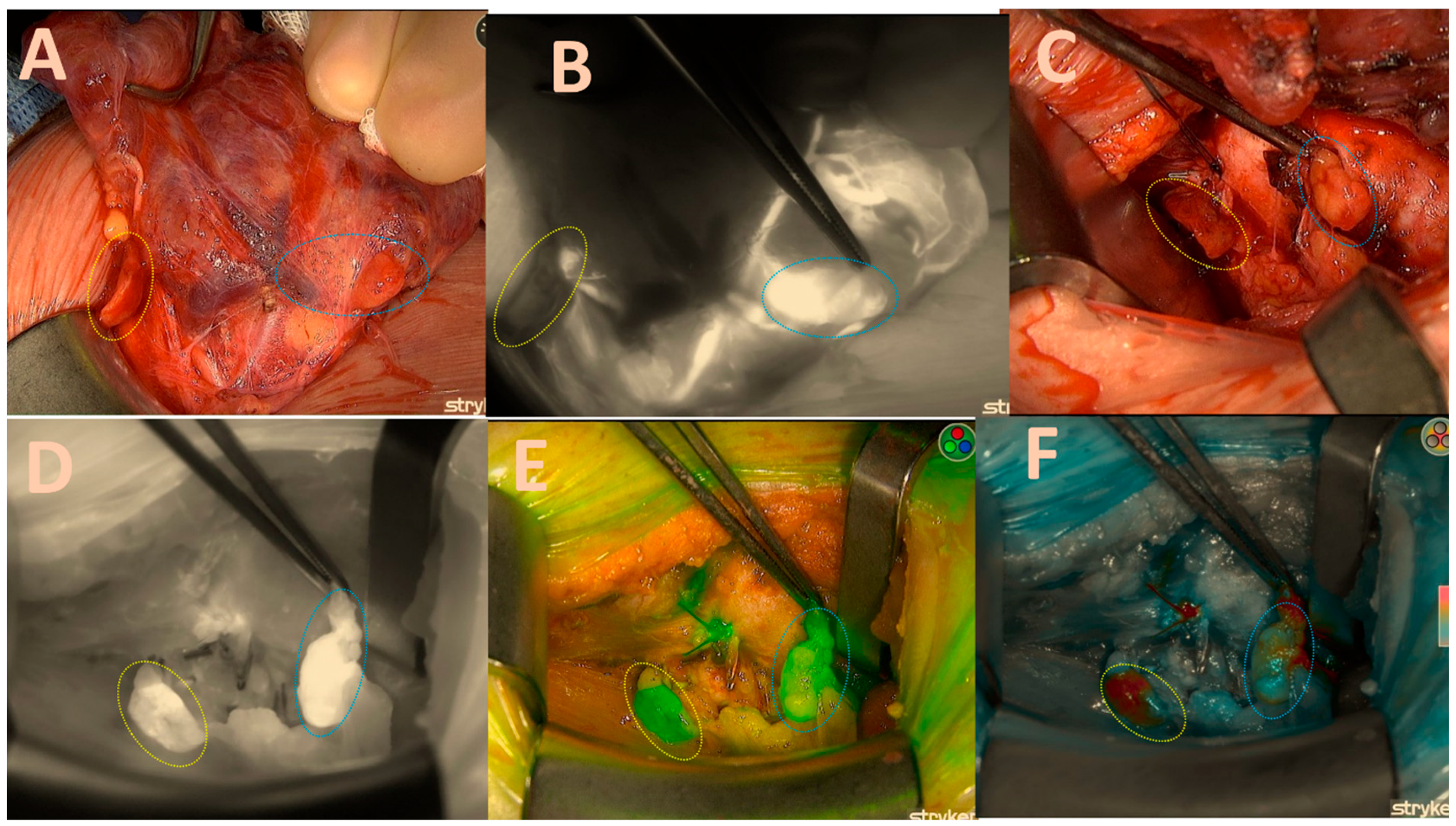 Biomedicines 13 01044 g002