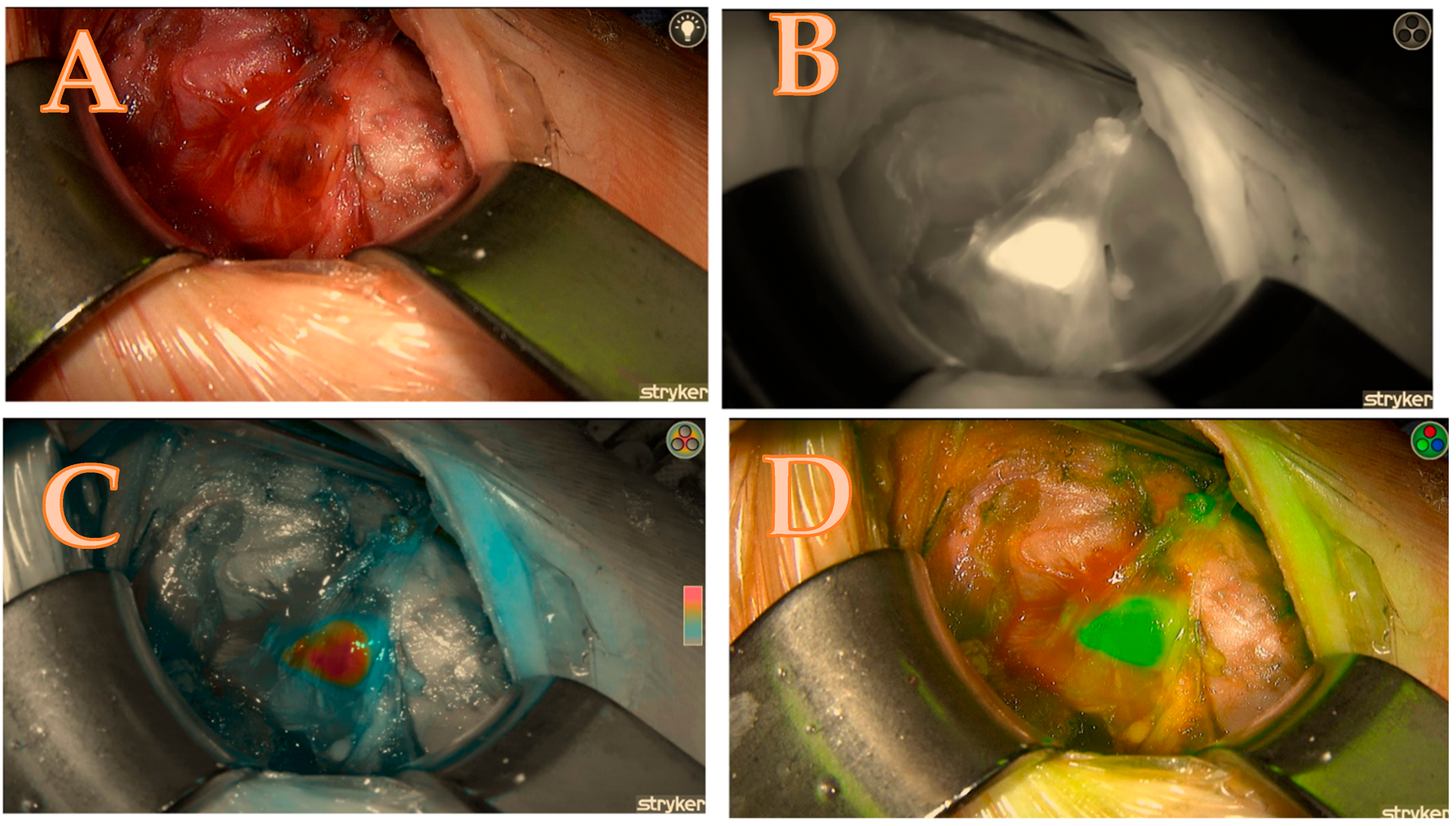 Biomedicines 13 01044 g003