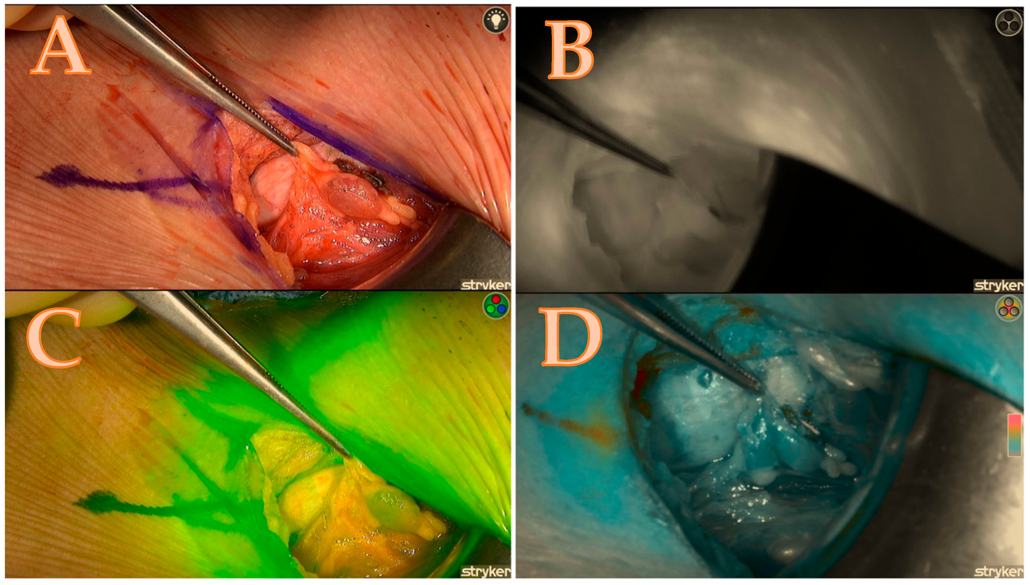 Biomedicines 13 01044 g004
