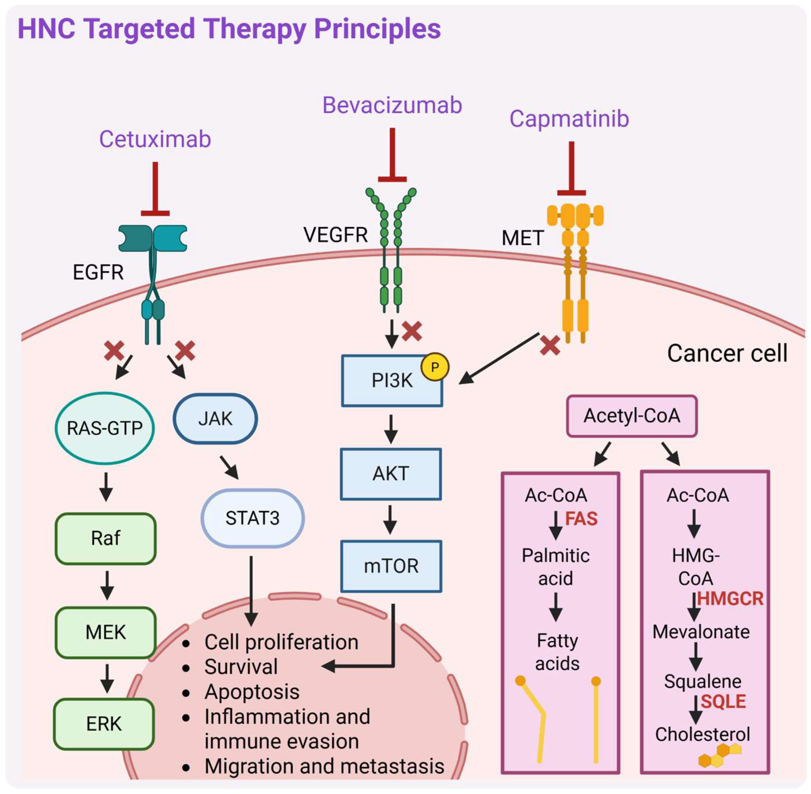 Biomedicines 13 01046 g003