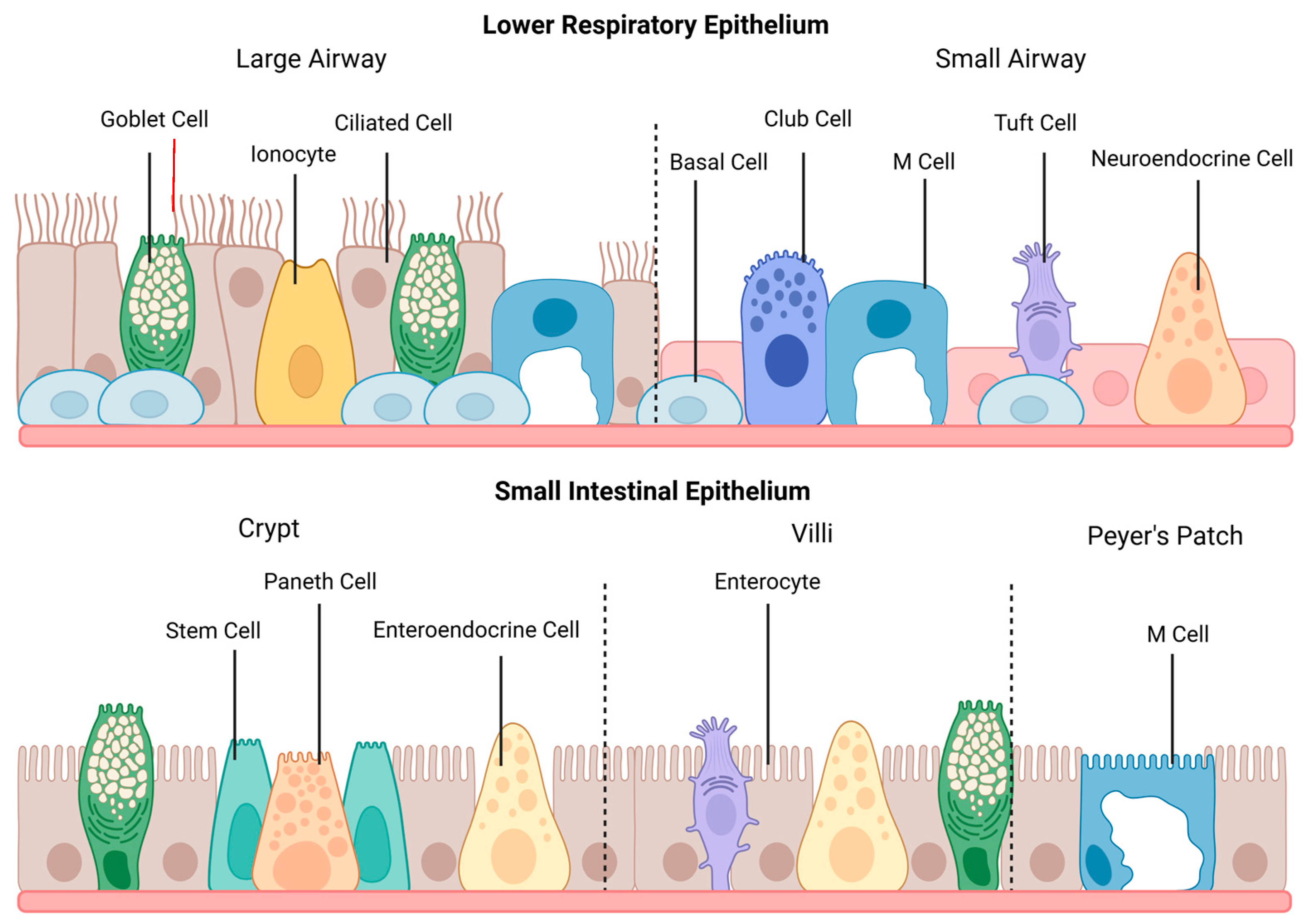 Biomedicines 13 01052 g001