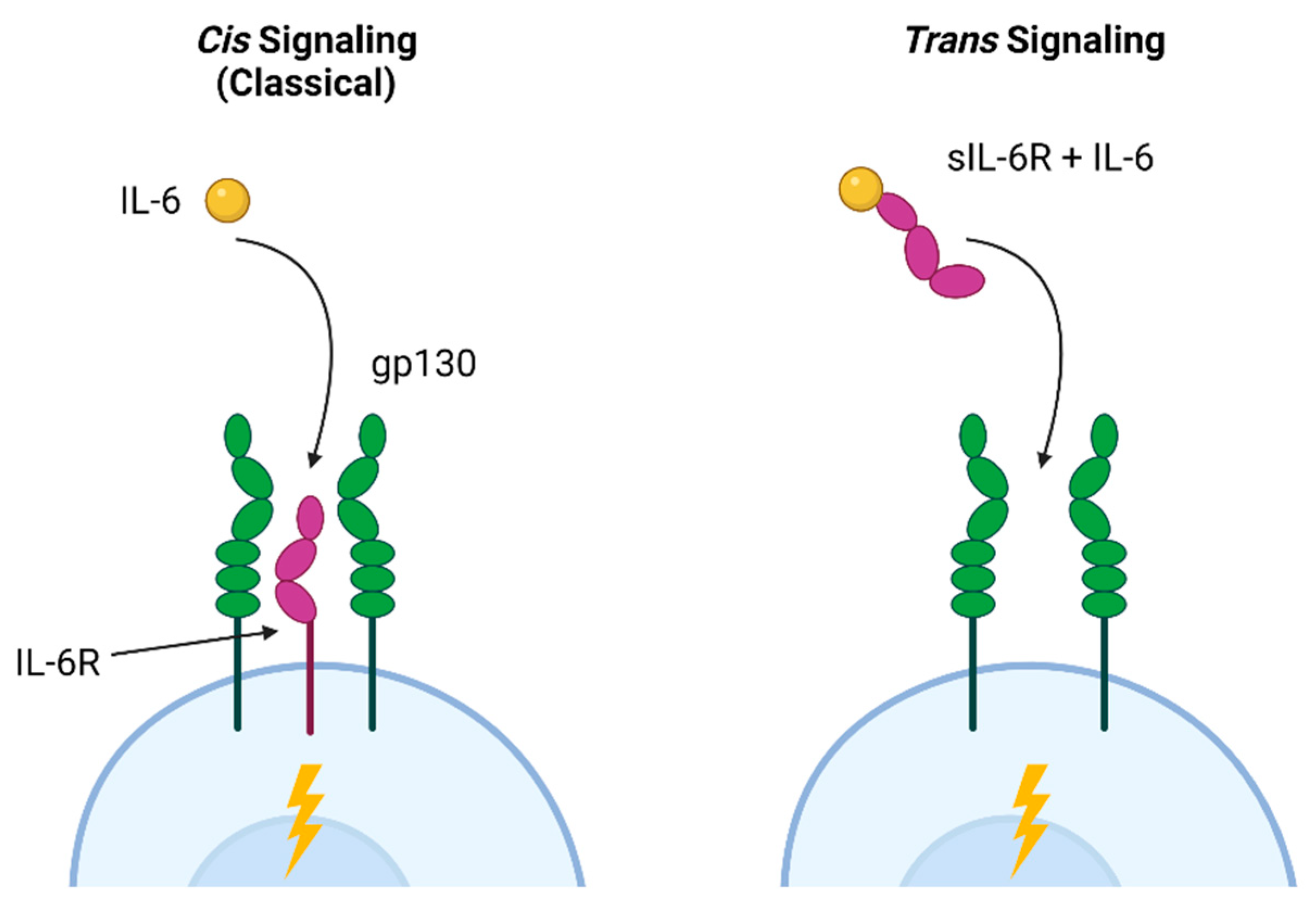 Biomedicines 13 01052 g002