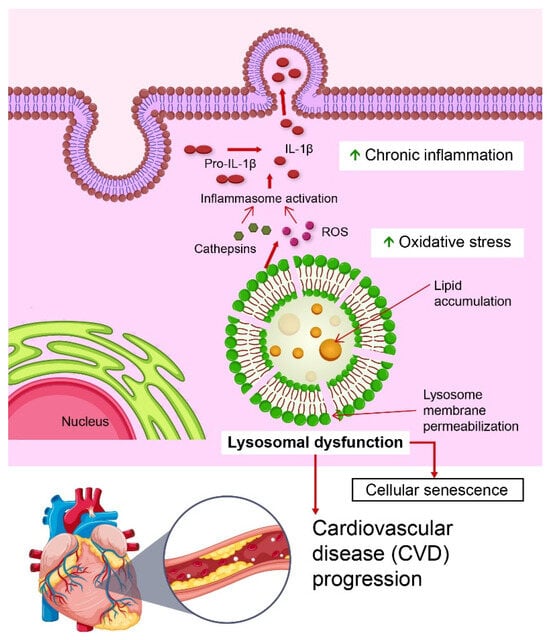 Biomedicines 13 01053 g001