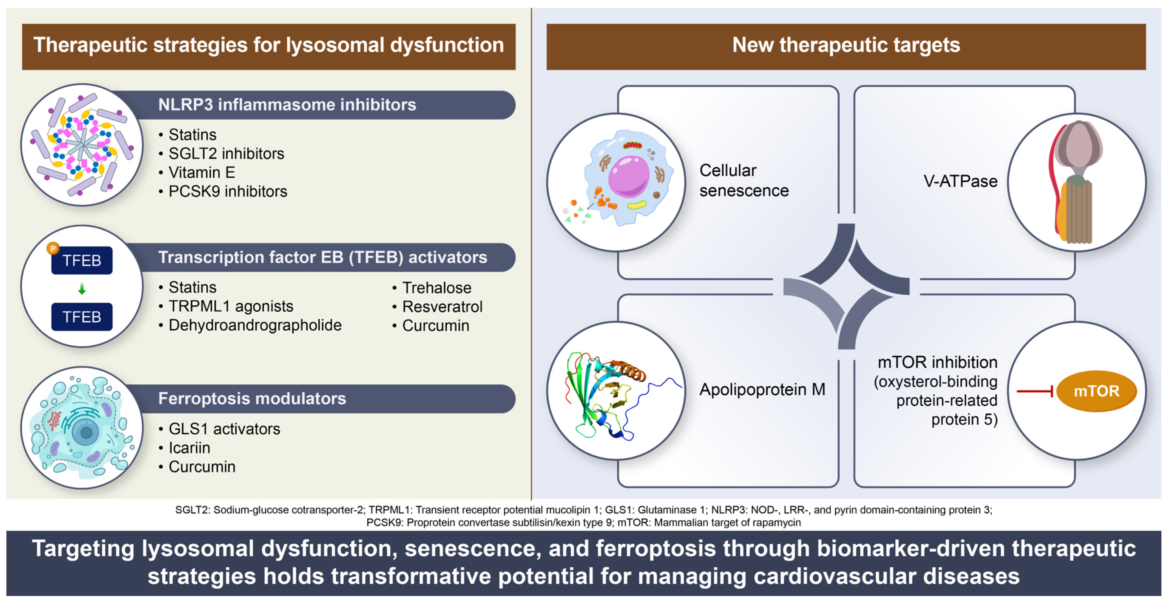 Biomedicines 13 01053 g003