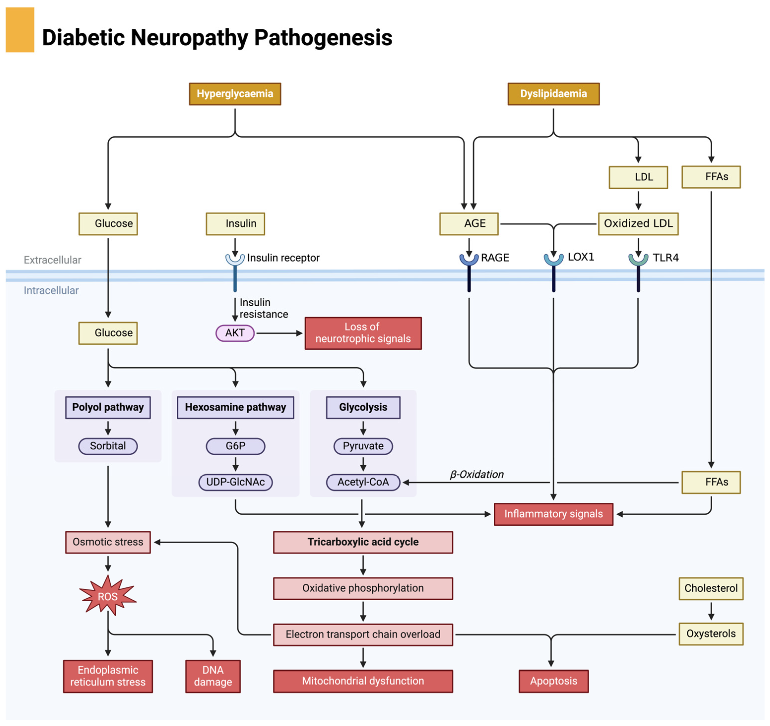 Biomedicines 13 01076 g001