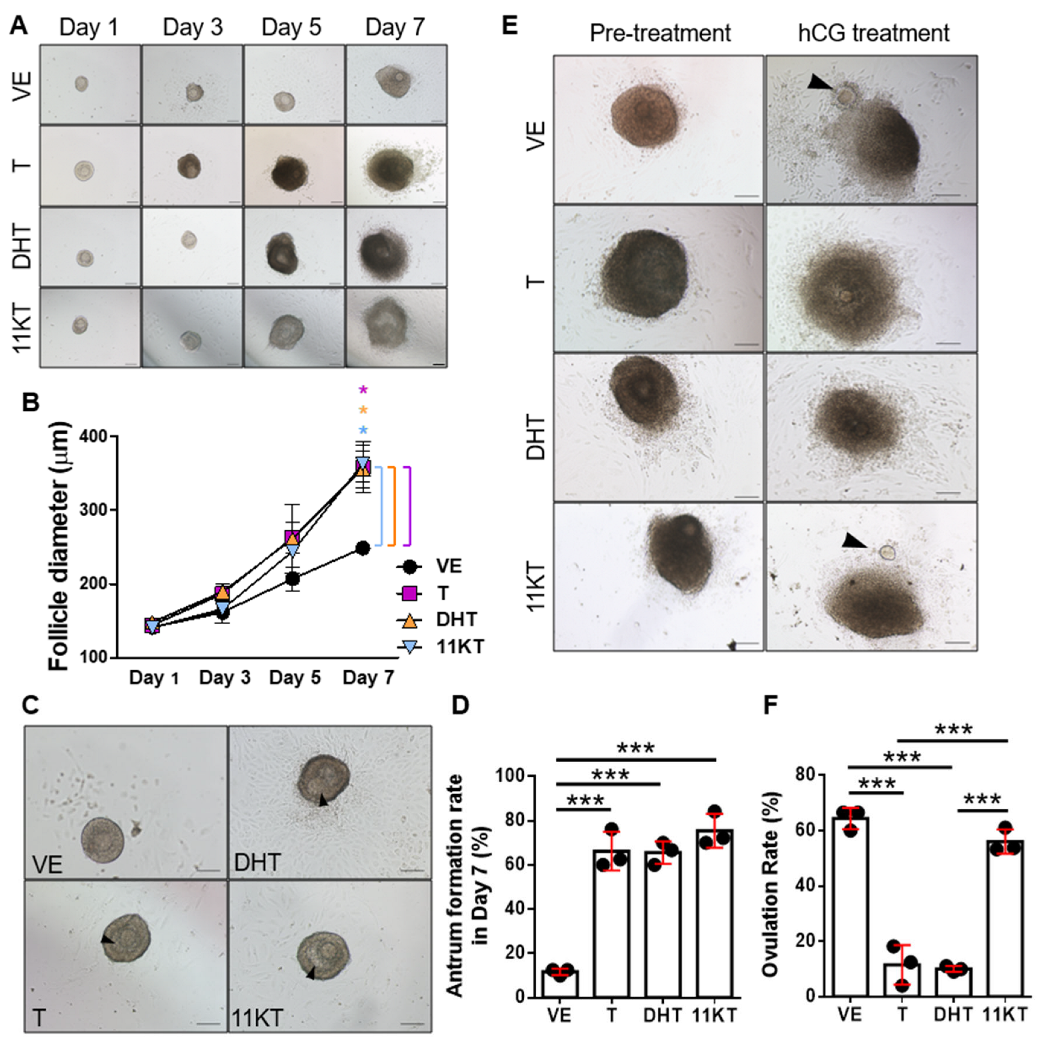 Biomedicines 13 01077 g004