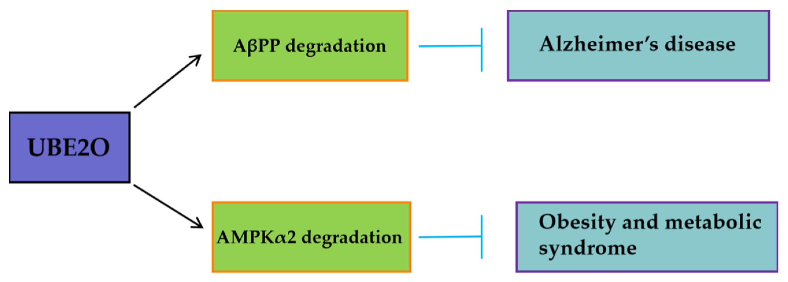 Biomedicines 13 01082 g003