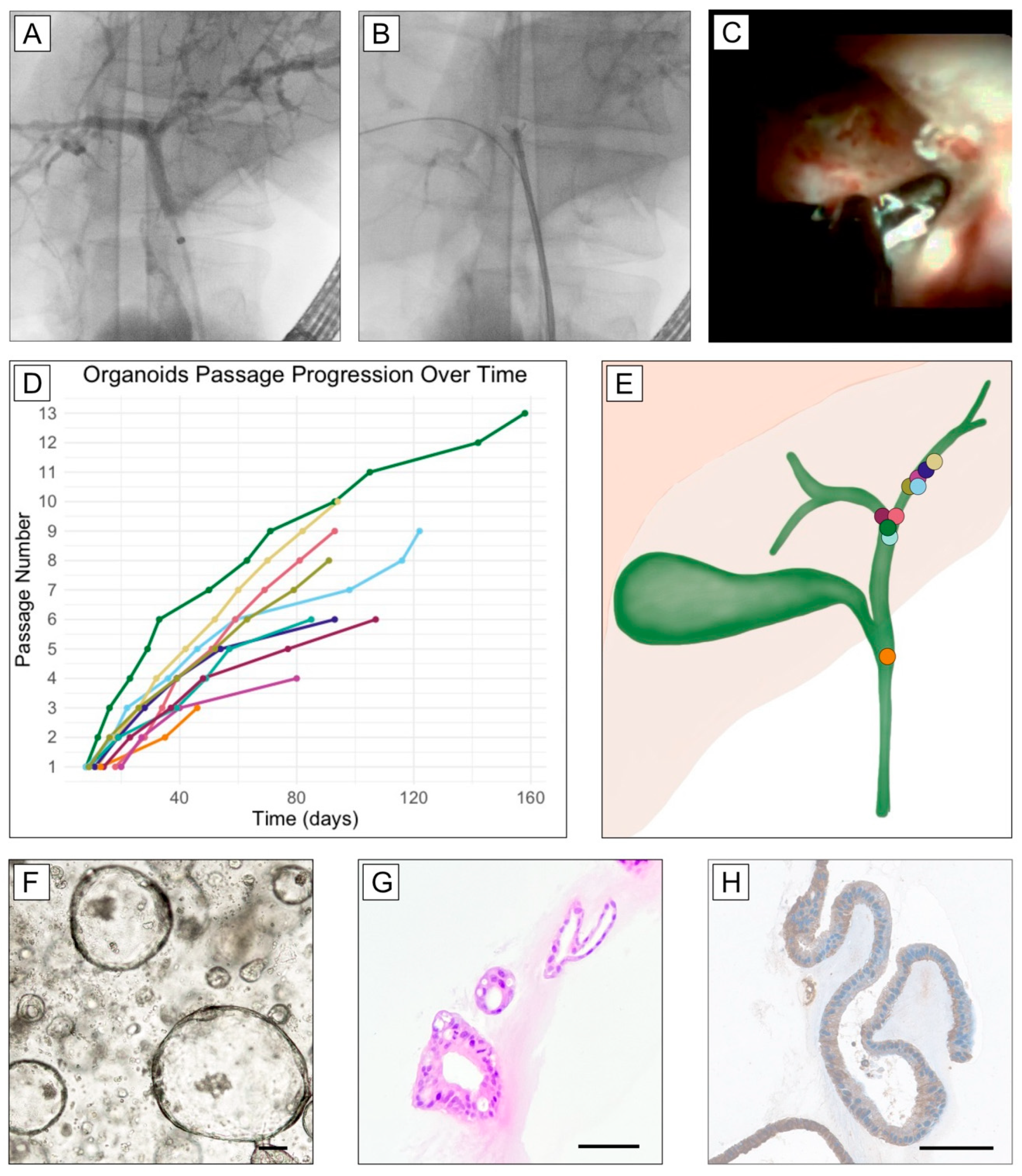 Biomedicines 13 01083 g001