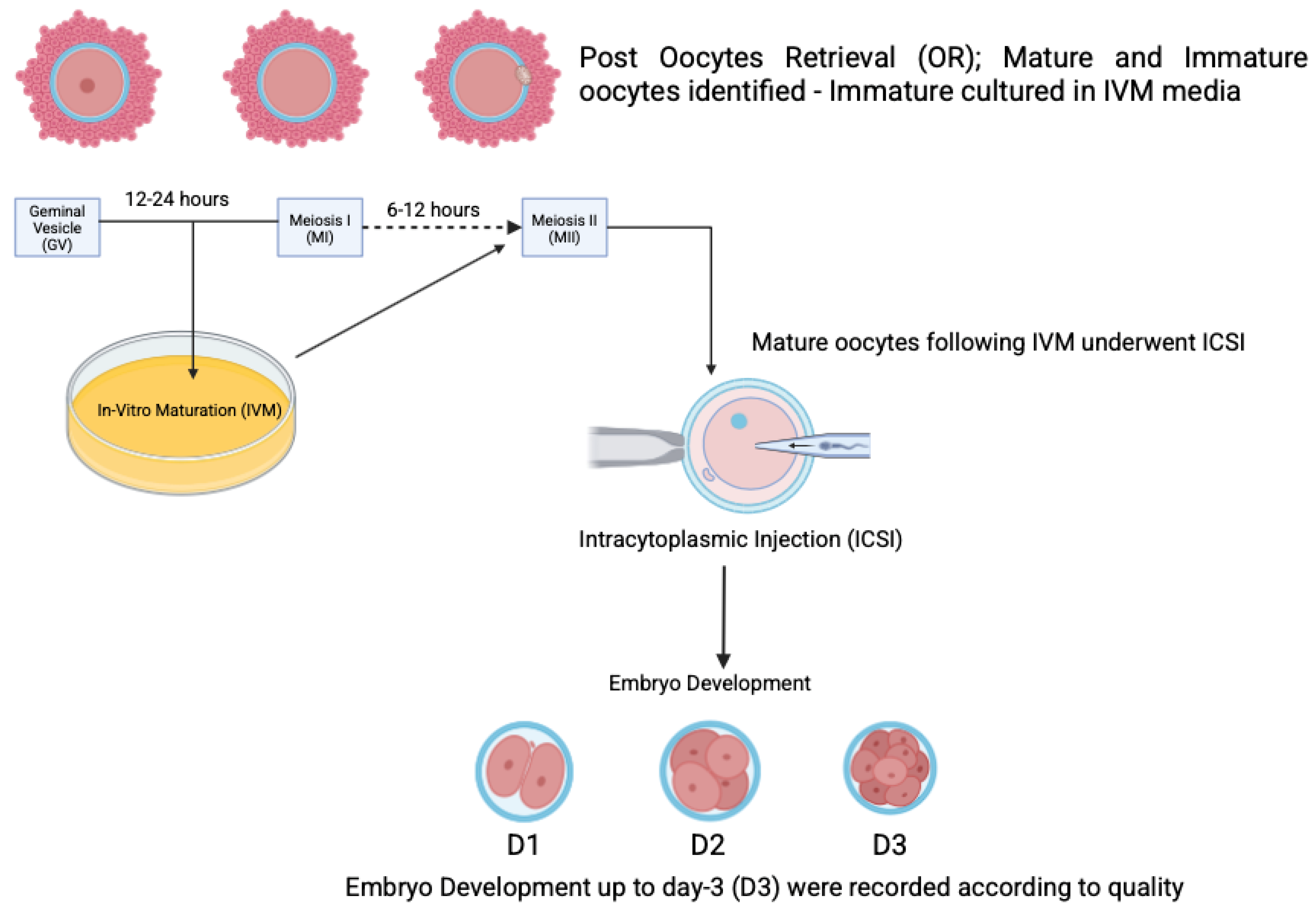 Biomedicines 13 01084 g002