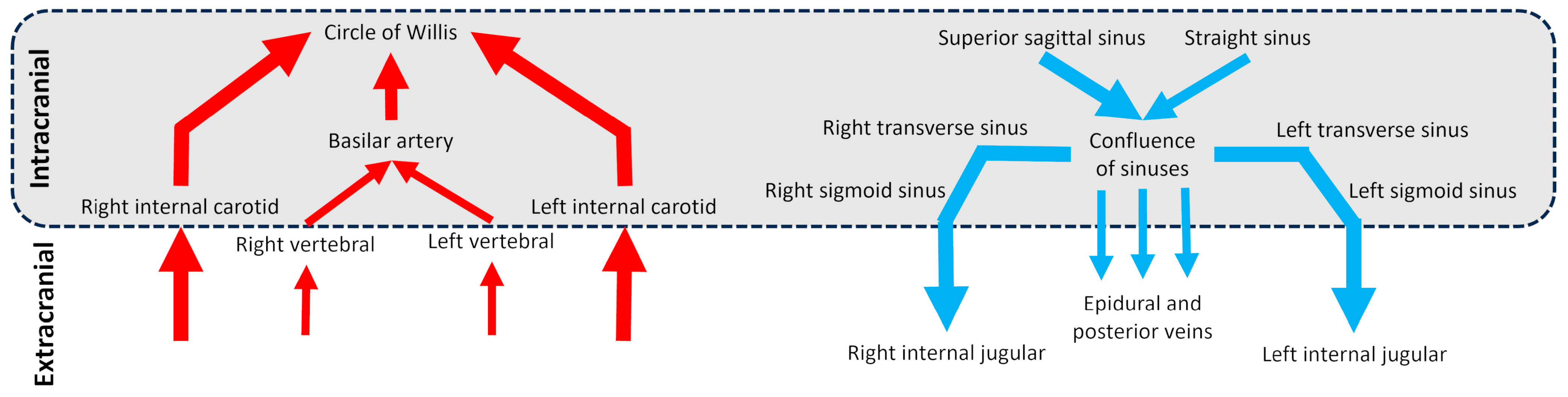 Biomedicines 13 01106 g001