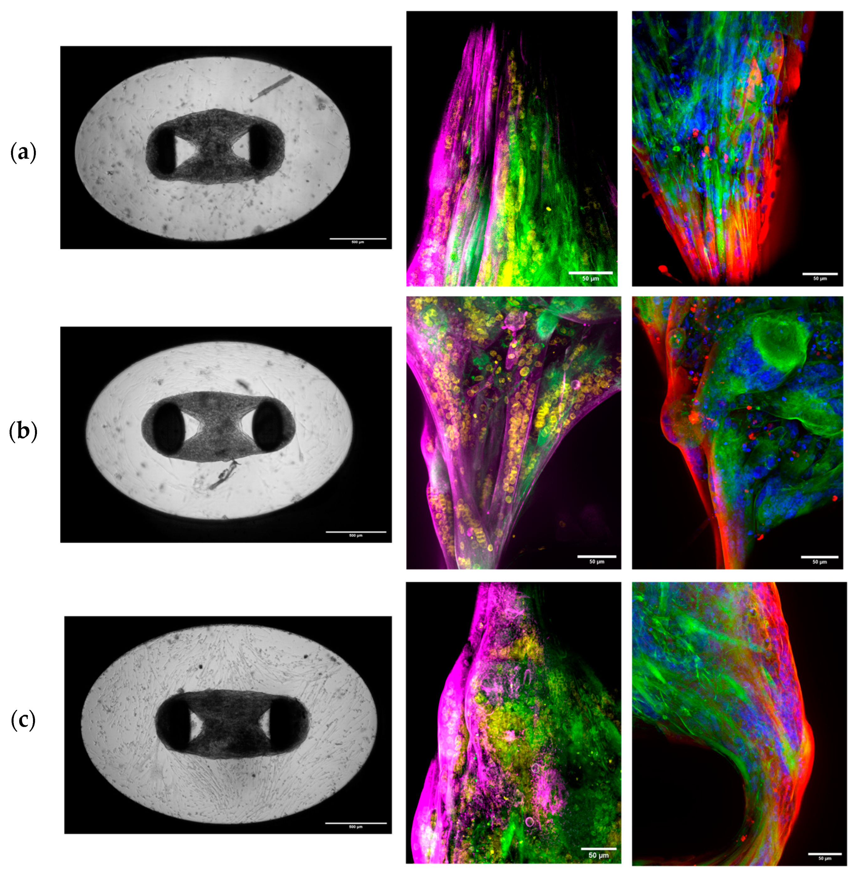 Biomedicines 13 01109 g001