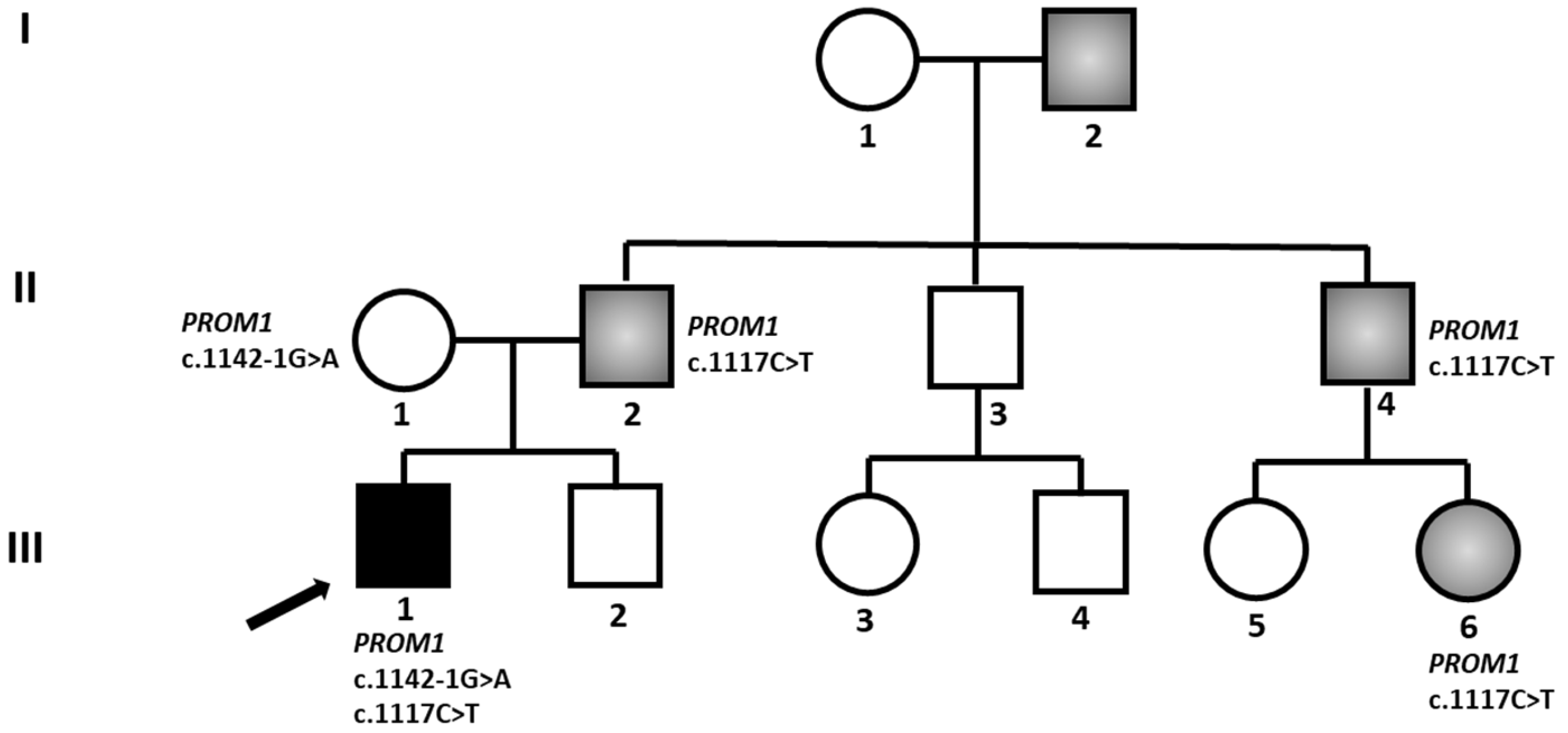 Biomedicines 13 01117 g001