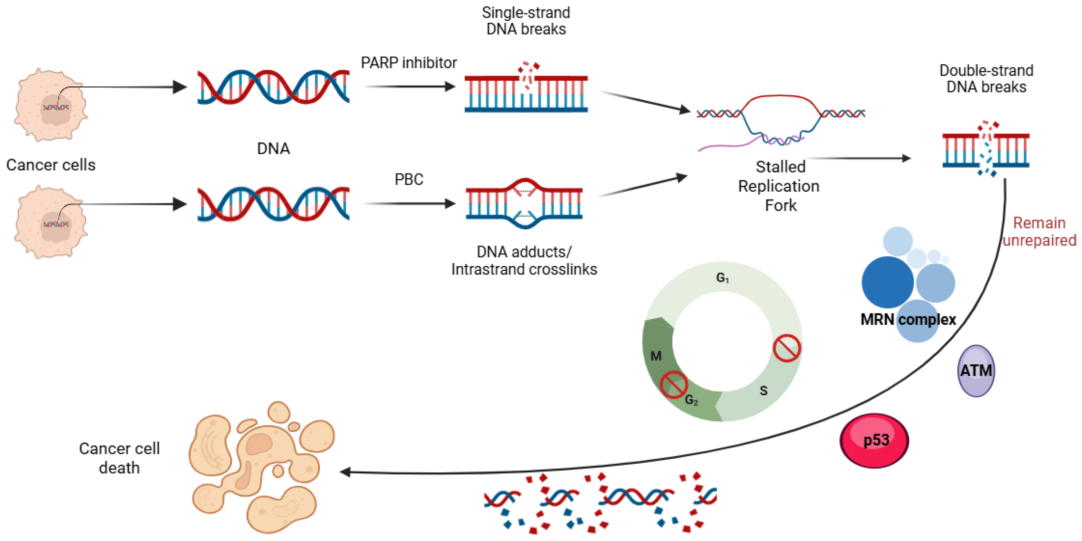 Biomedicines 13 01126 g002