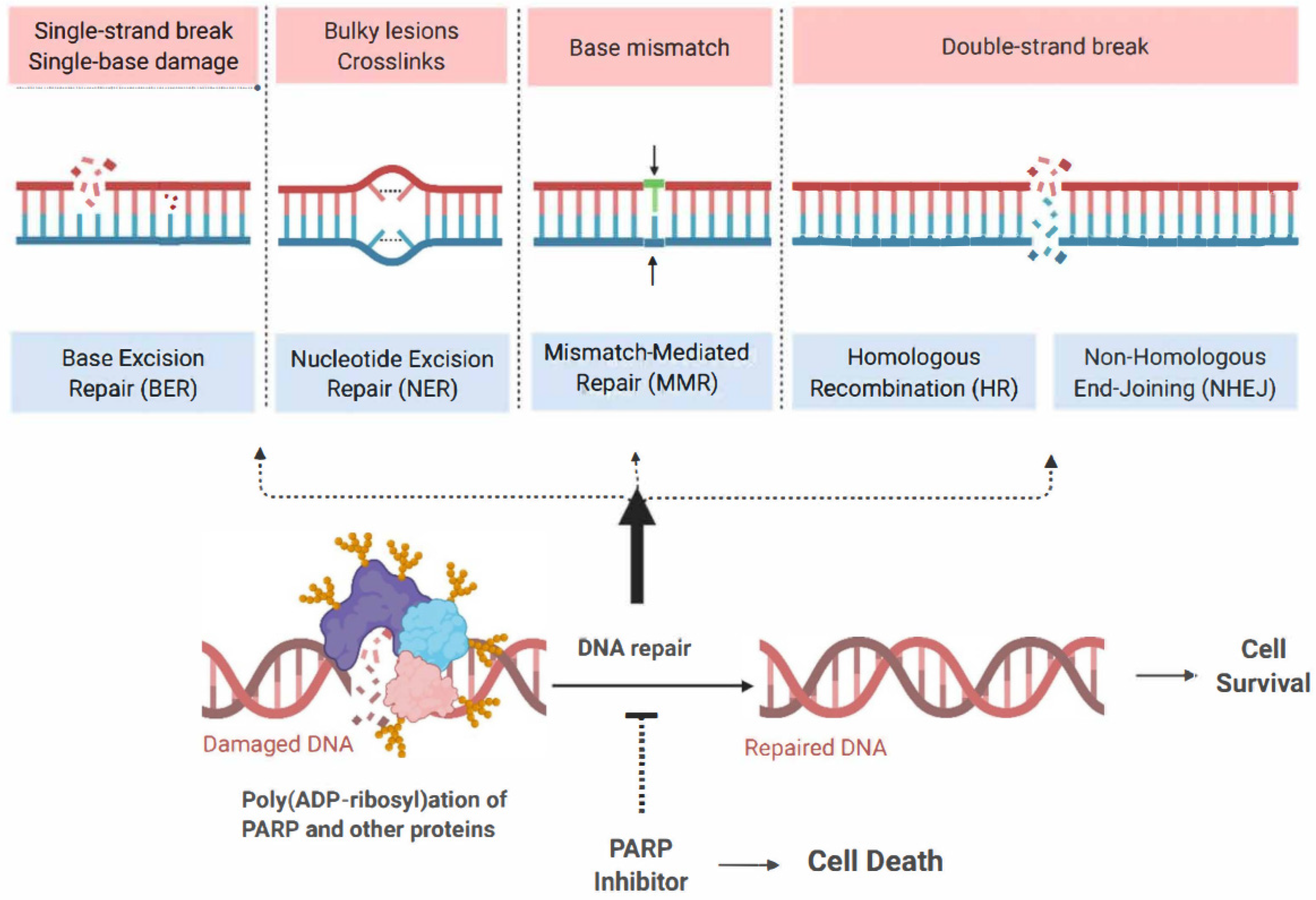 Biomedicines 13 01126 g003