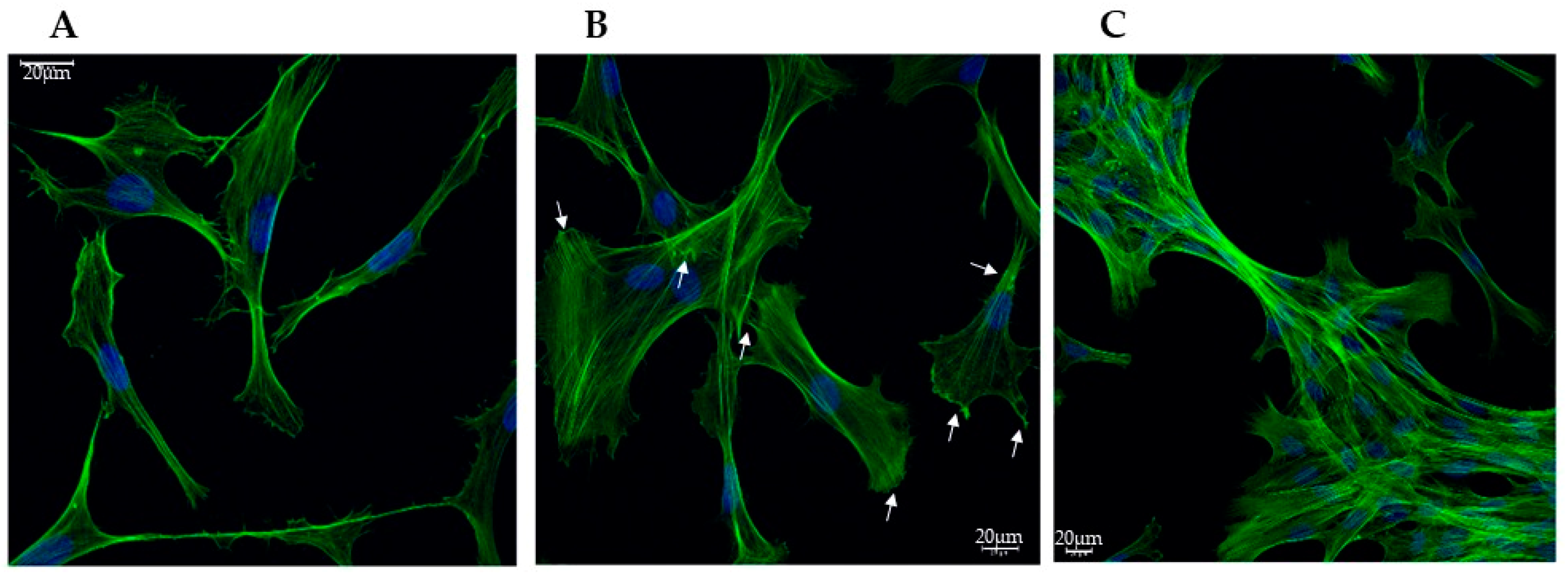Biomedicines 13 01127 g001
