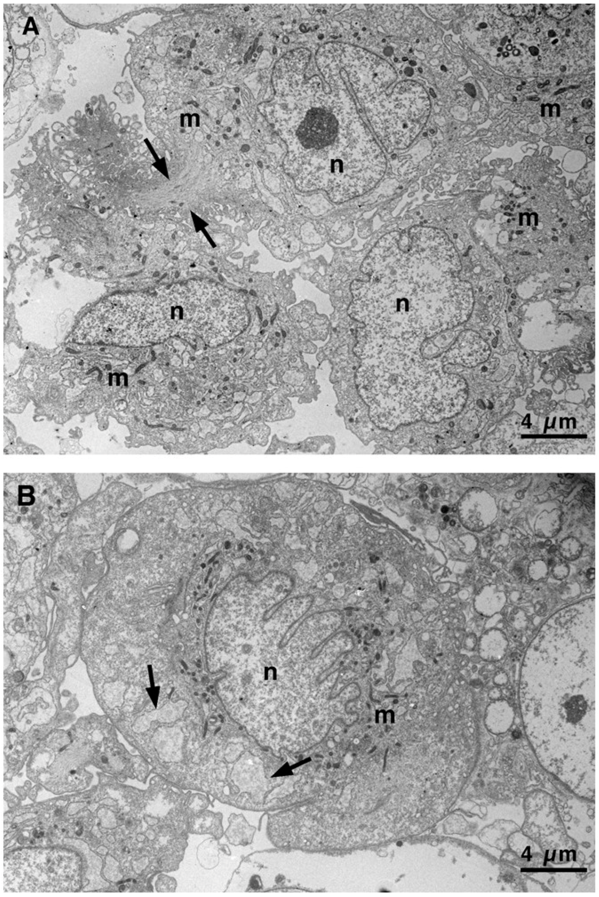 Biomedicines 13 01127 g002