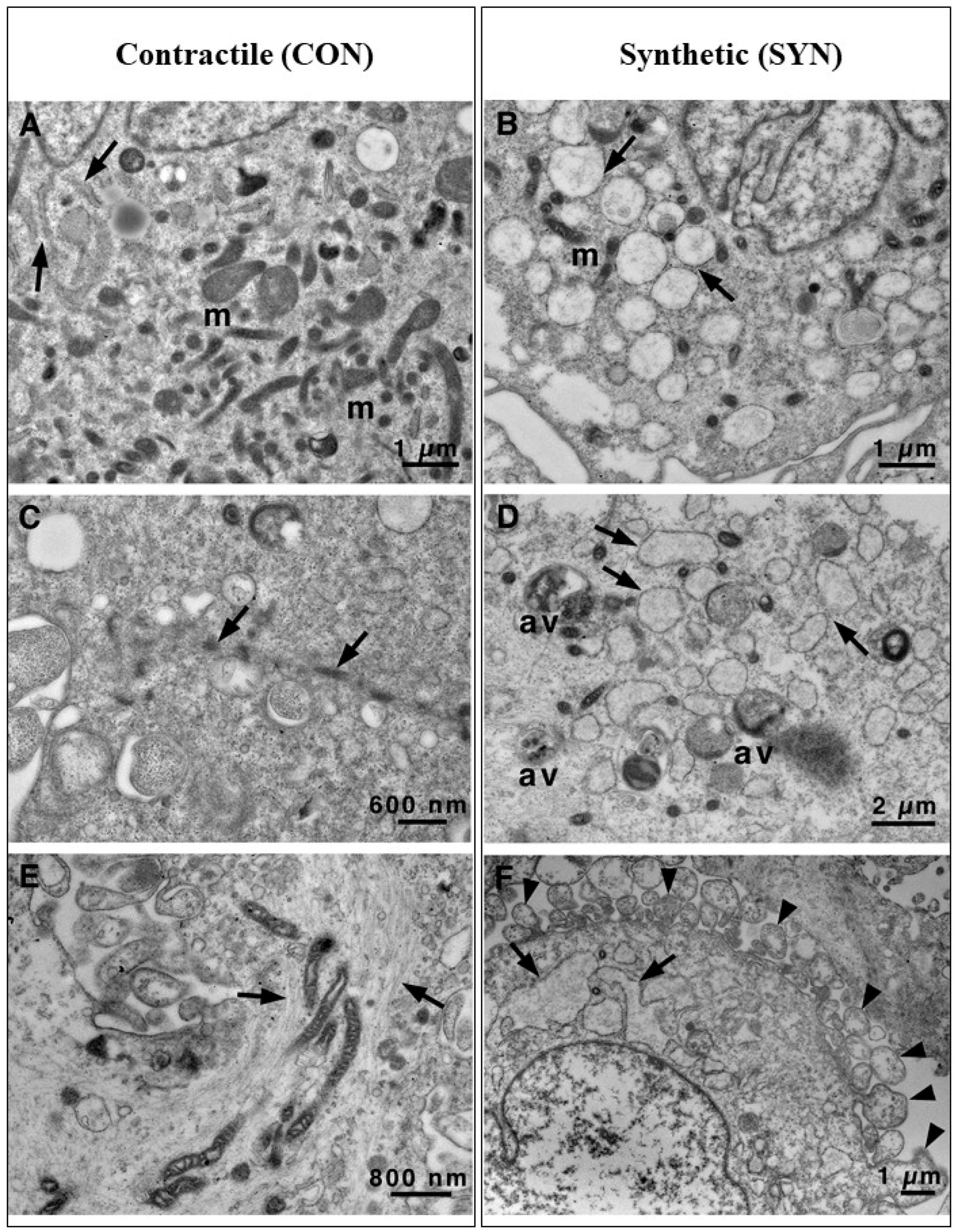 Biomedicines 13 01127 g003