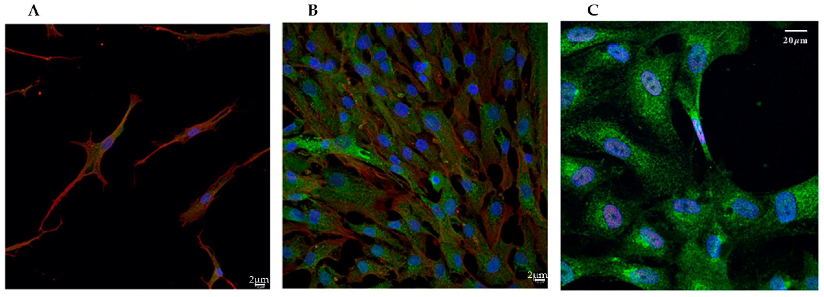 Biomedicines 13 01127 g006