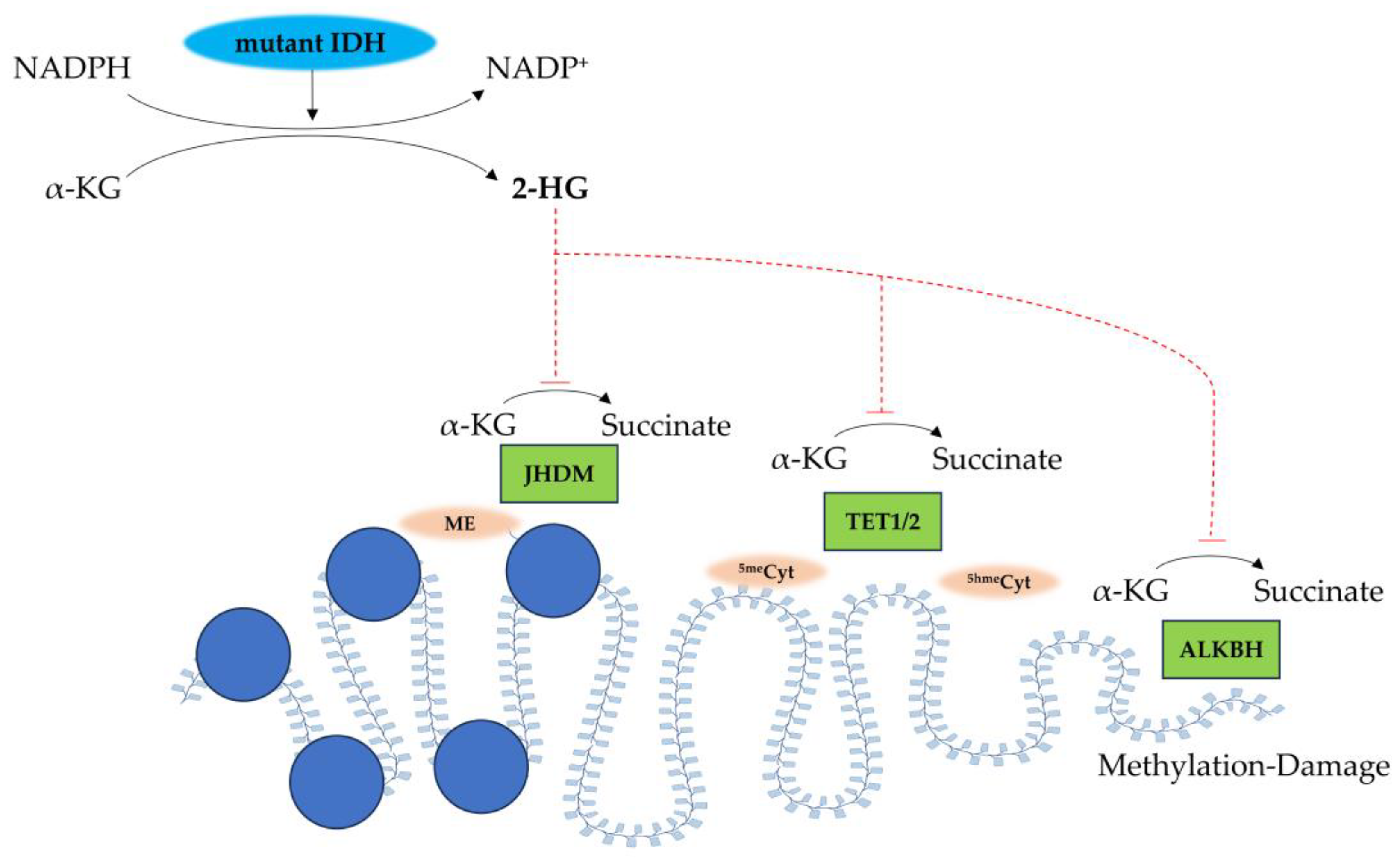 Biomedicines 13 01133 g002
