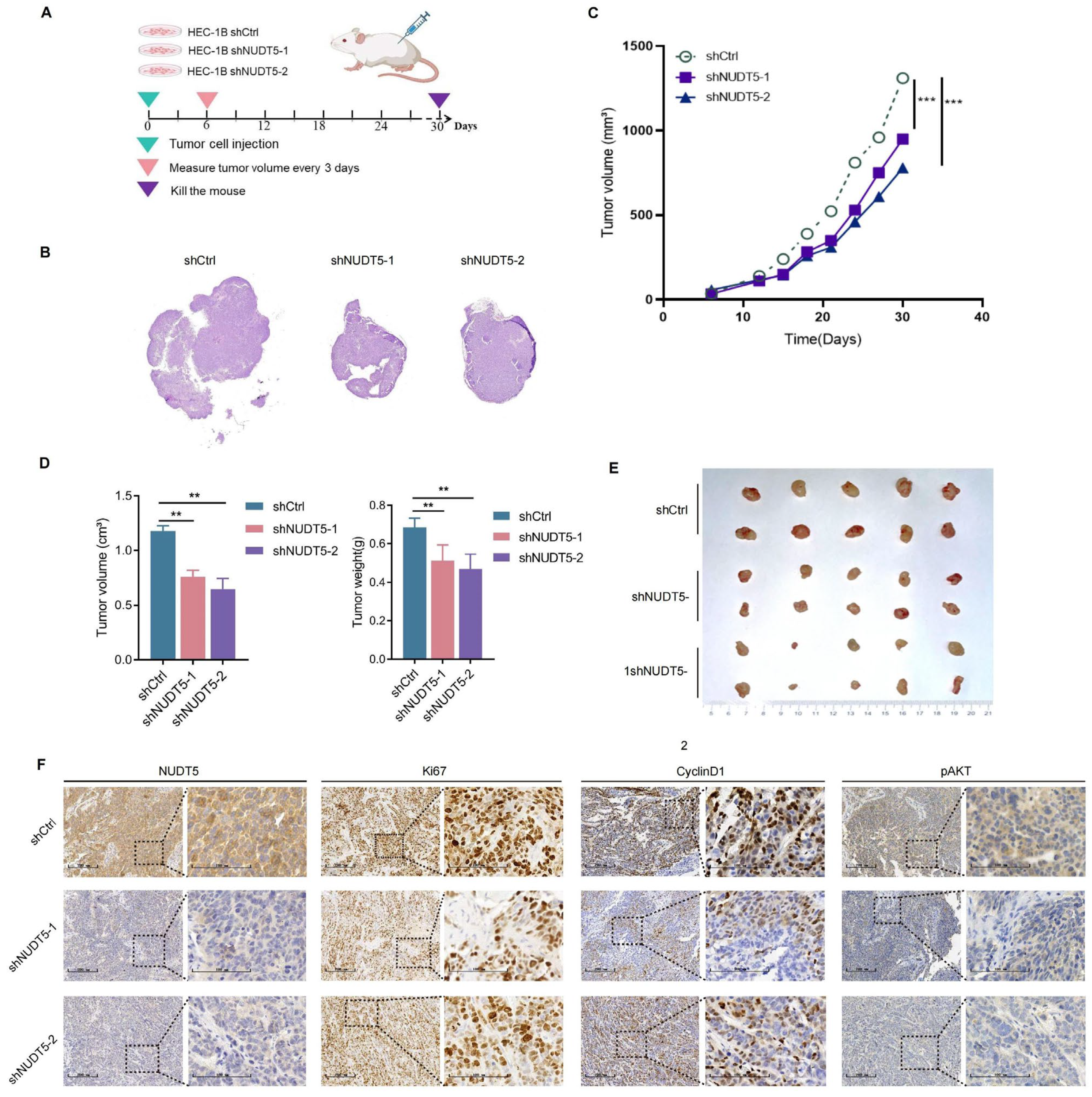 Biomedicines 13 01136 g004 Biomedicines 13 01136 g004