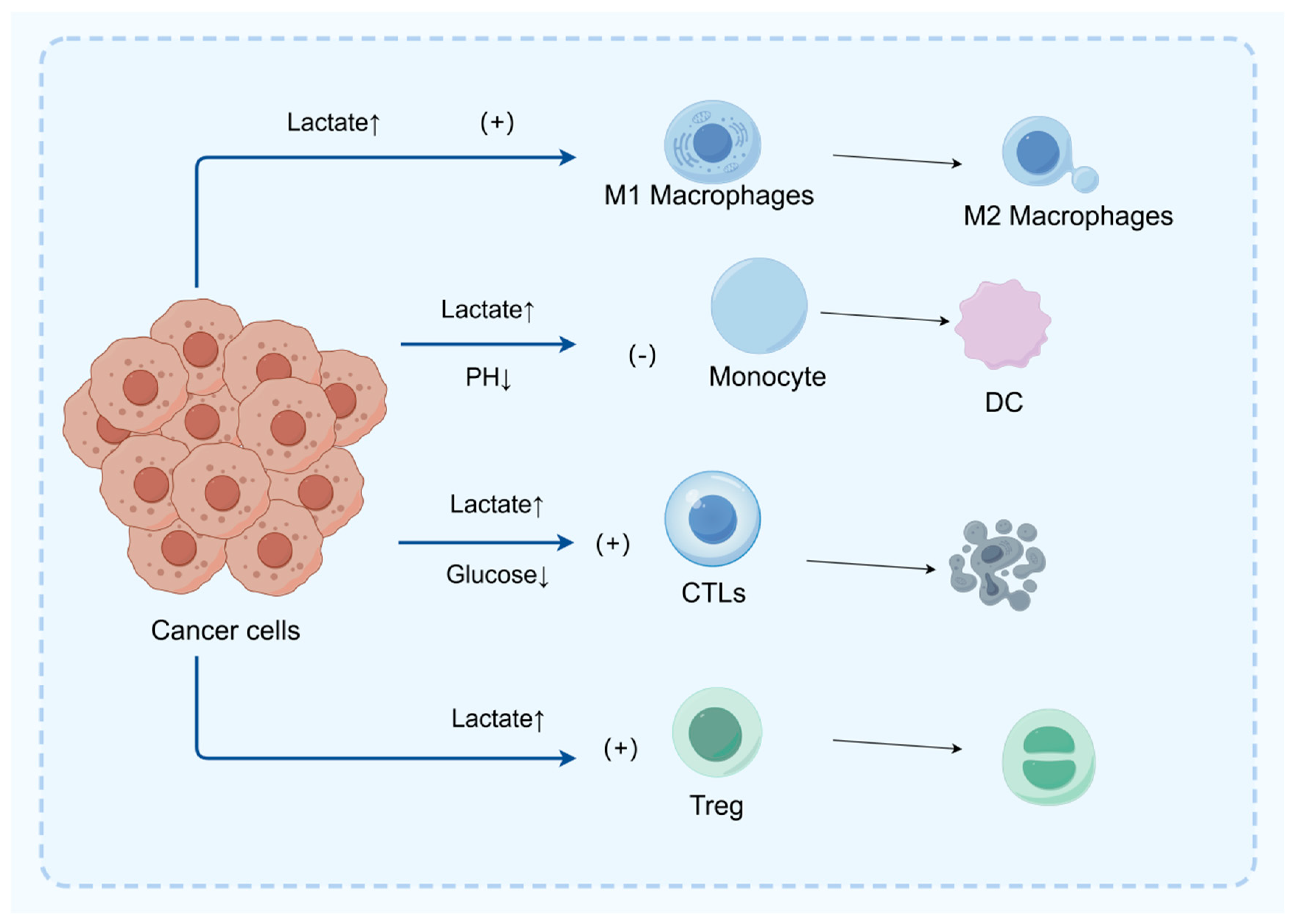 Biomedicines 13 01145 g003