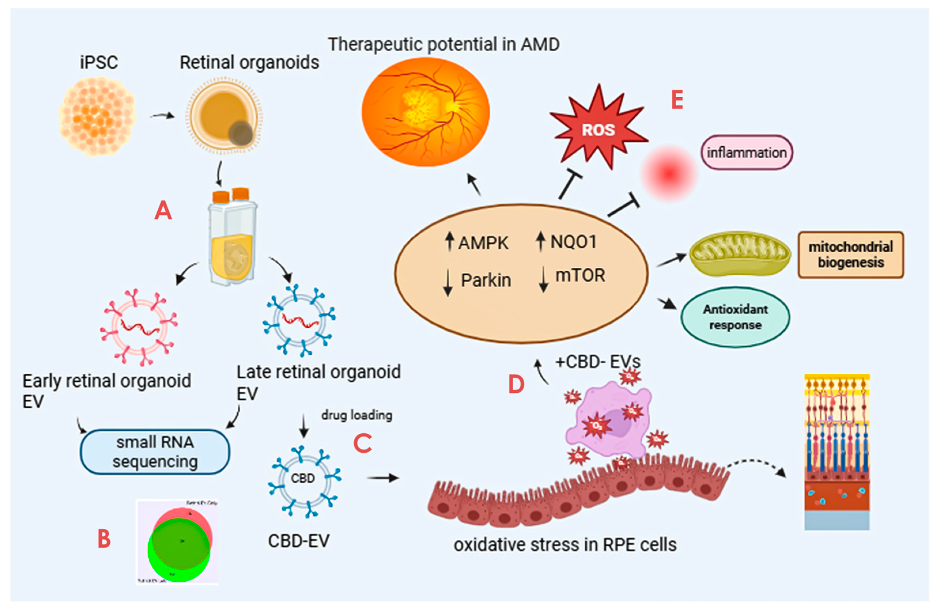 Biomedicines 13 01167 g001