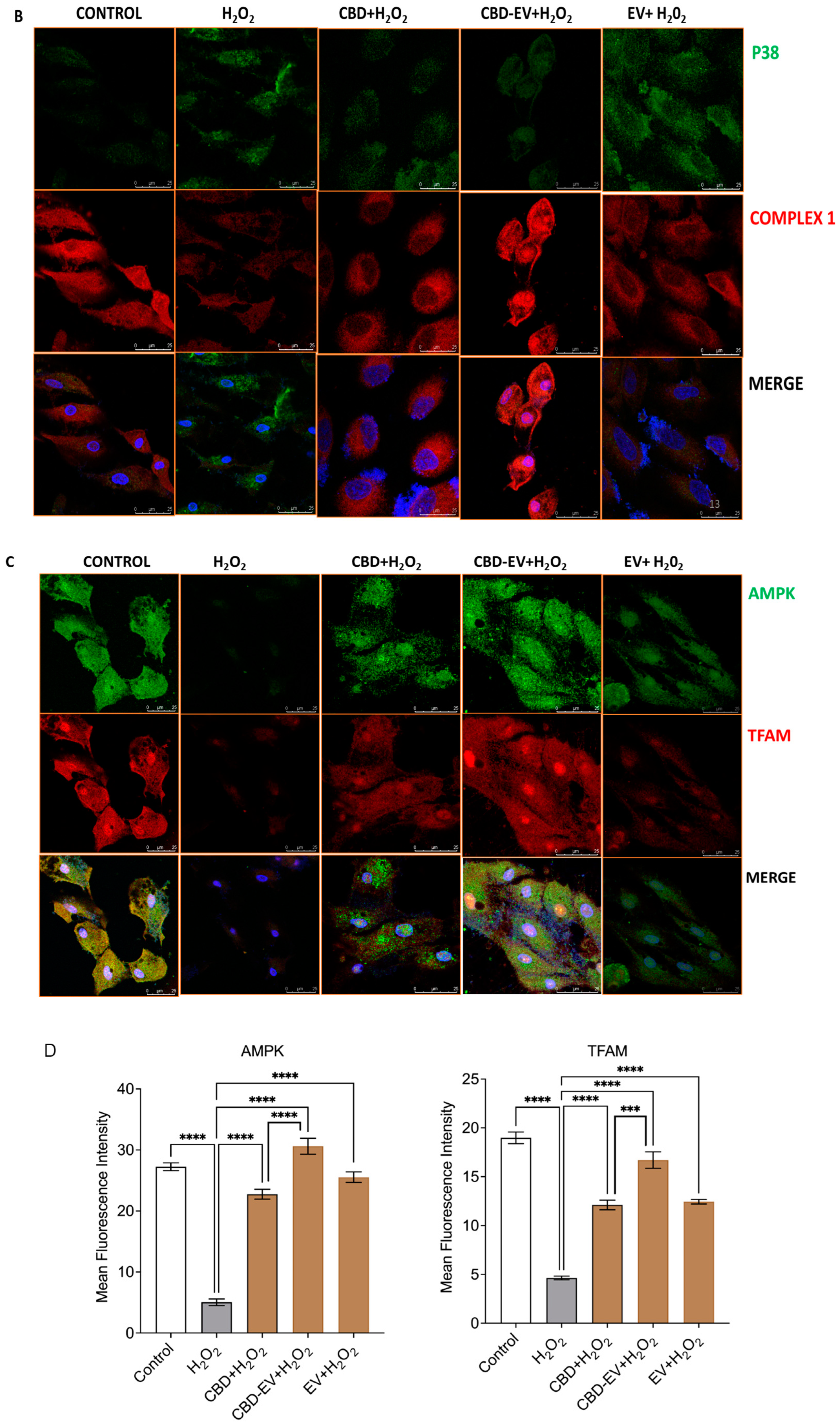 Biomedicines 13 01167 g005b