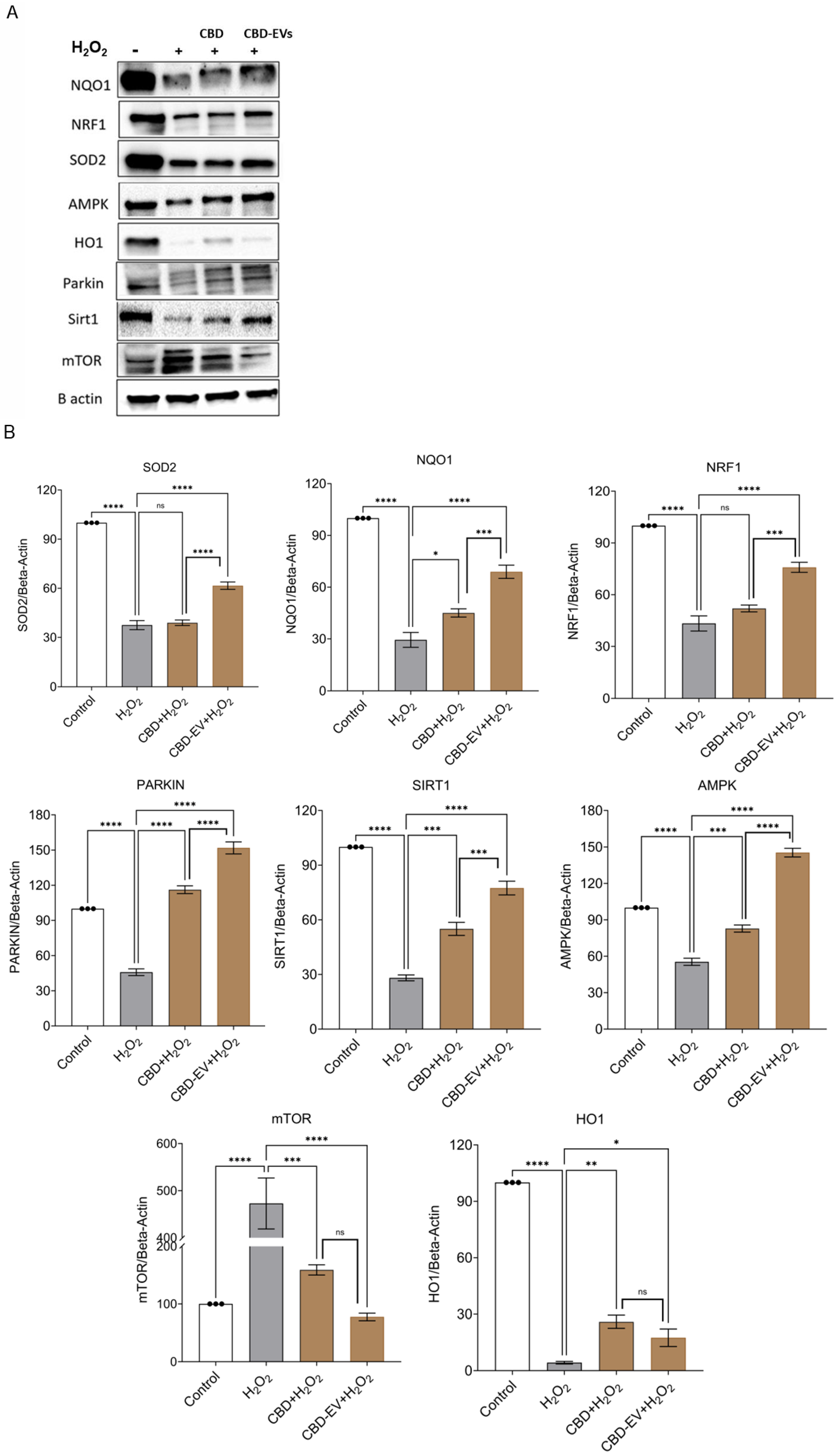 Biomedicines 13 01167 g006