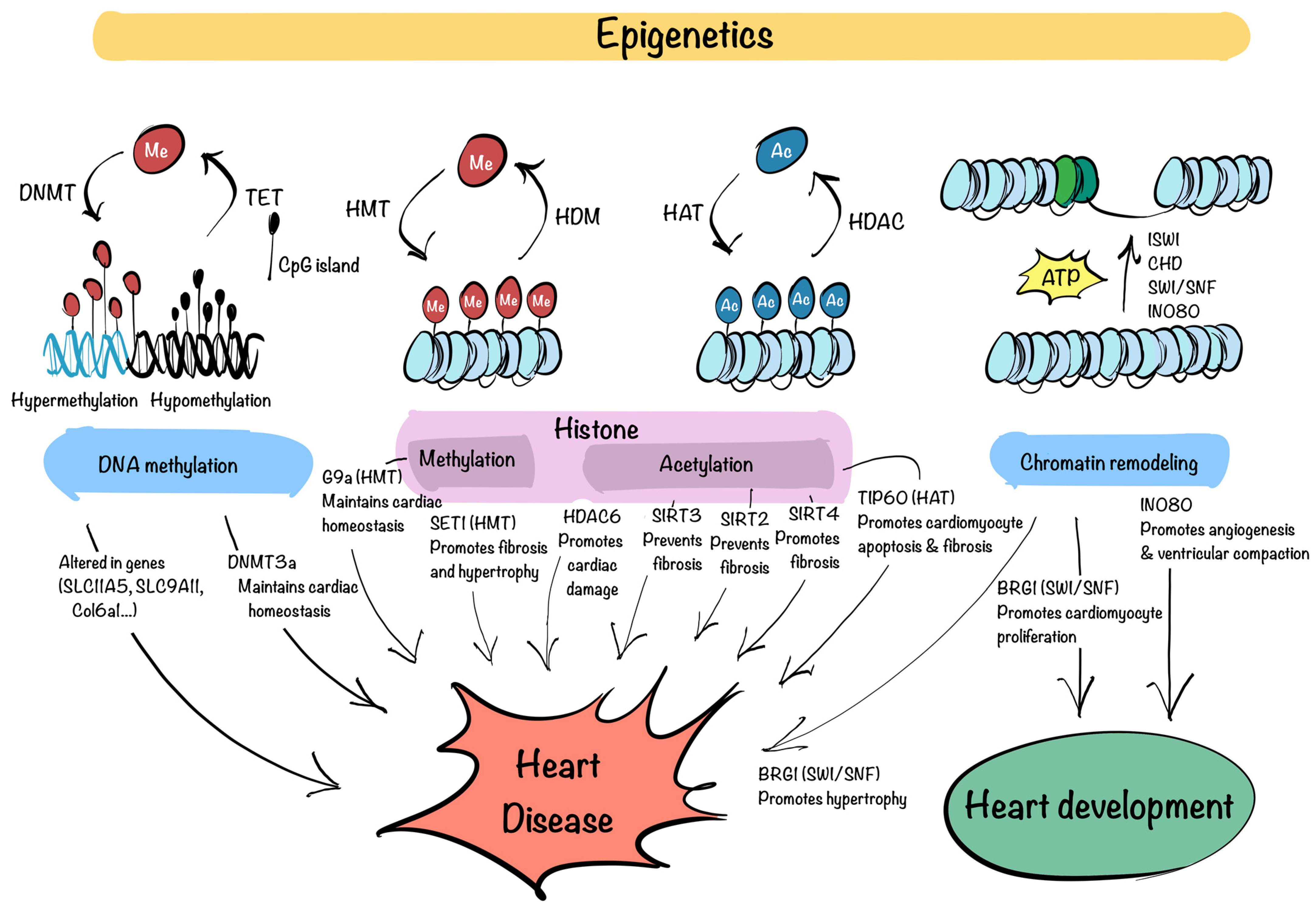 Biomedicines 13 01170 g001