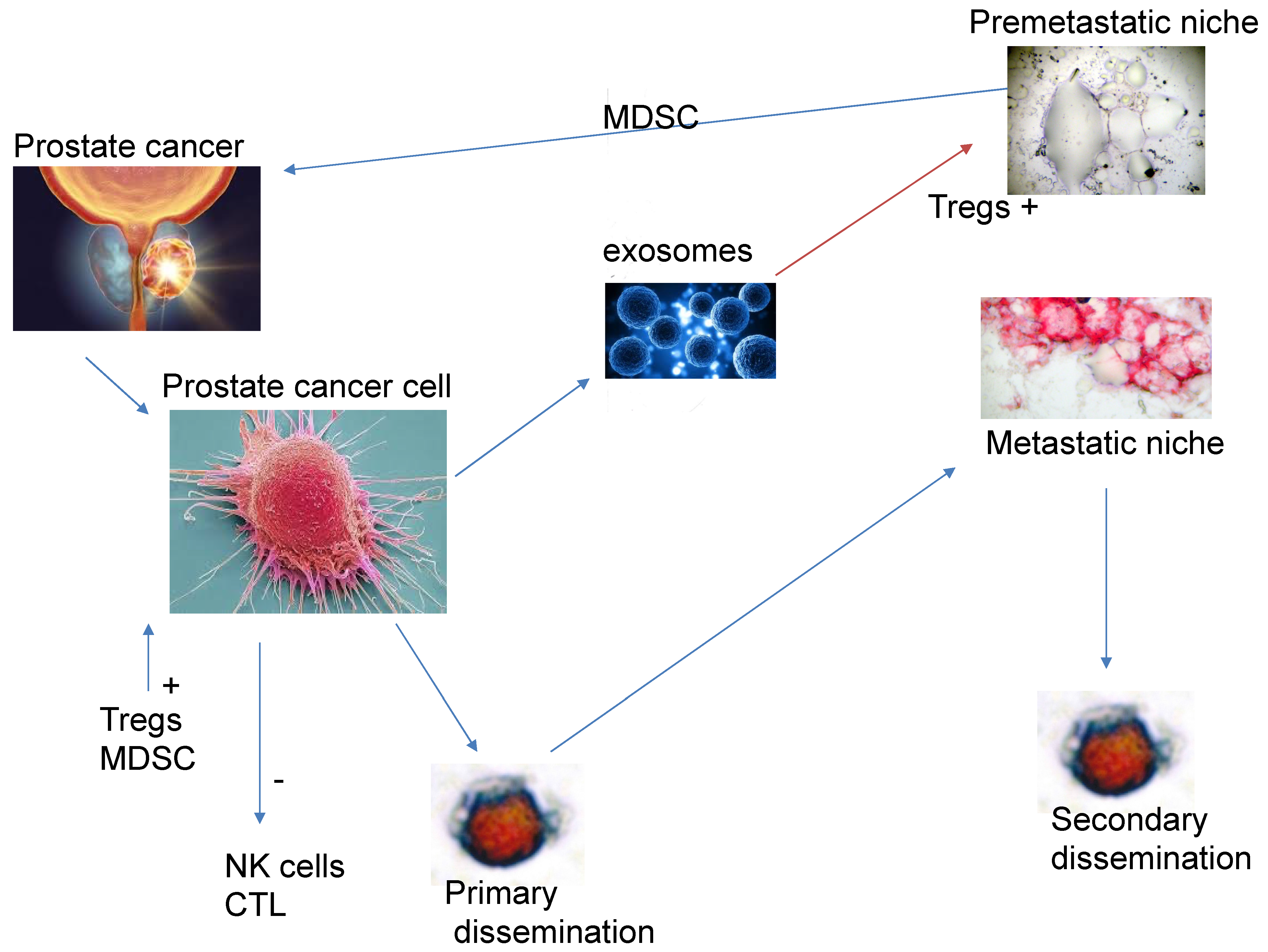 Biomedicines 13 01179 g001 Biomedicines 13 01179 g001