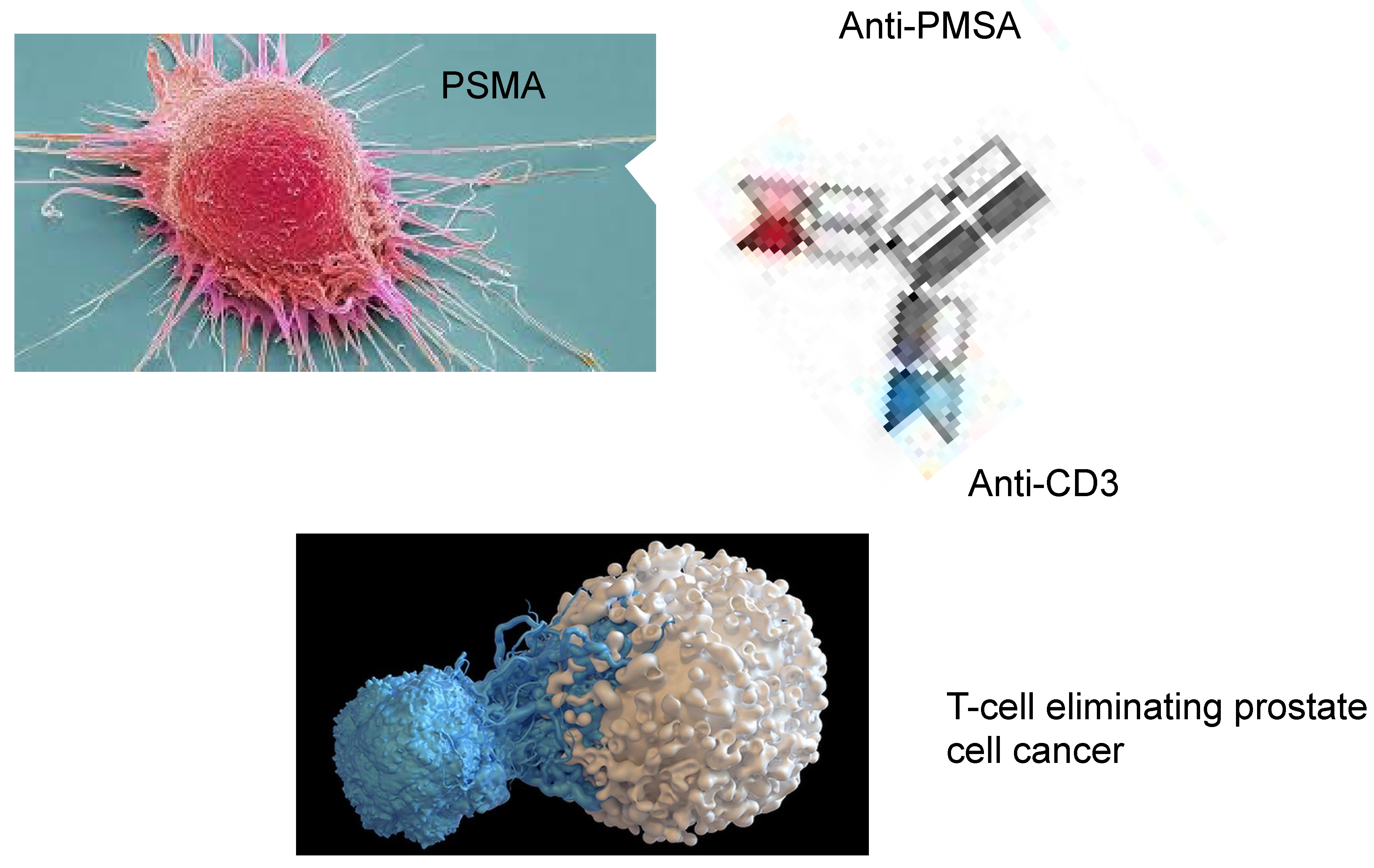 Biomedicines 13 01179 g002 Biomedicines 13 01179 g002