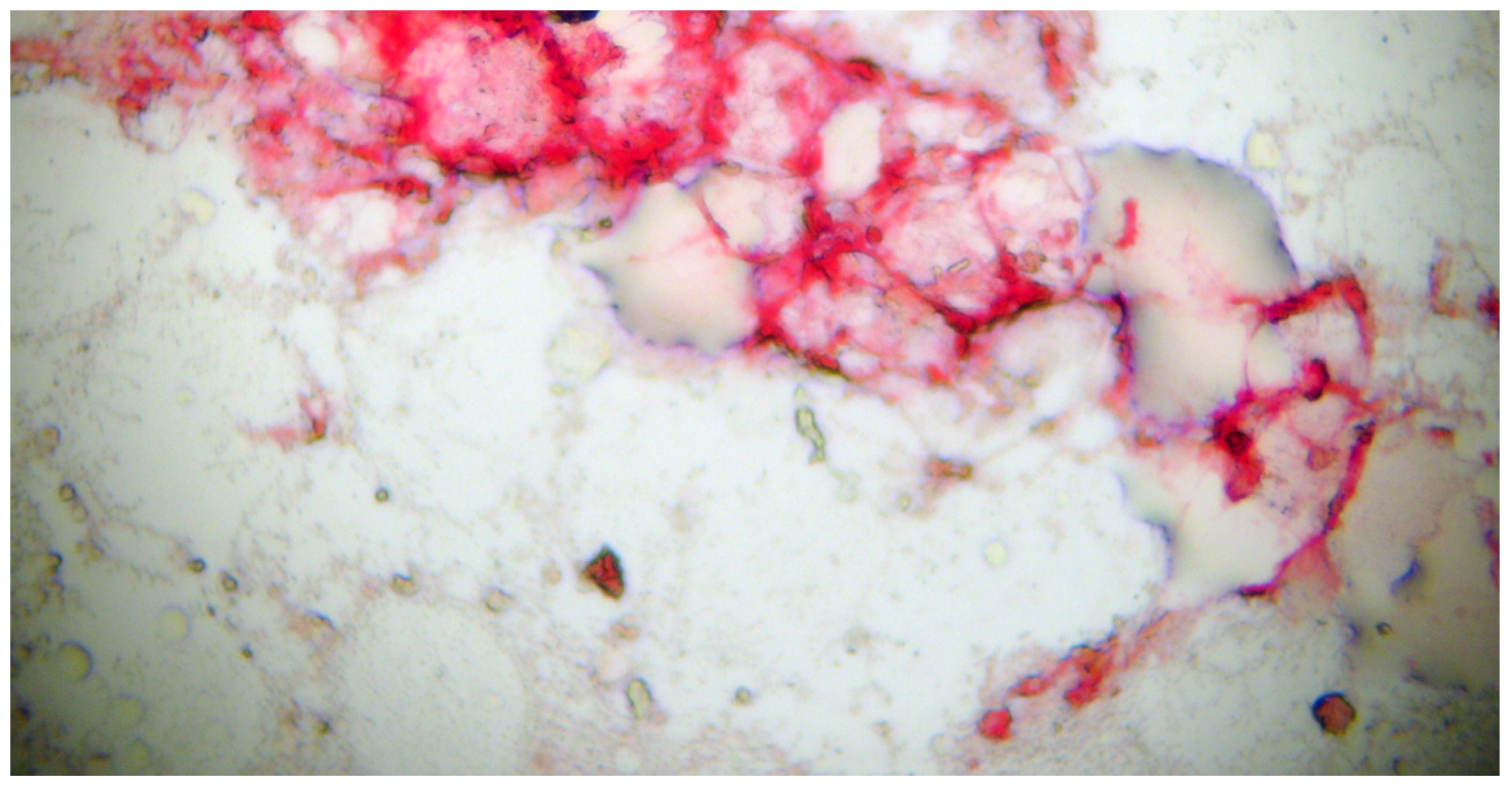 Biomedicines 13 01179 g003 Biomedicines 13 01179 g003
