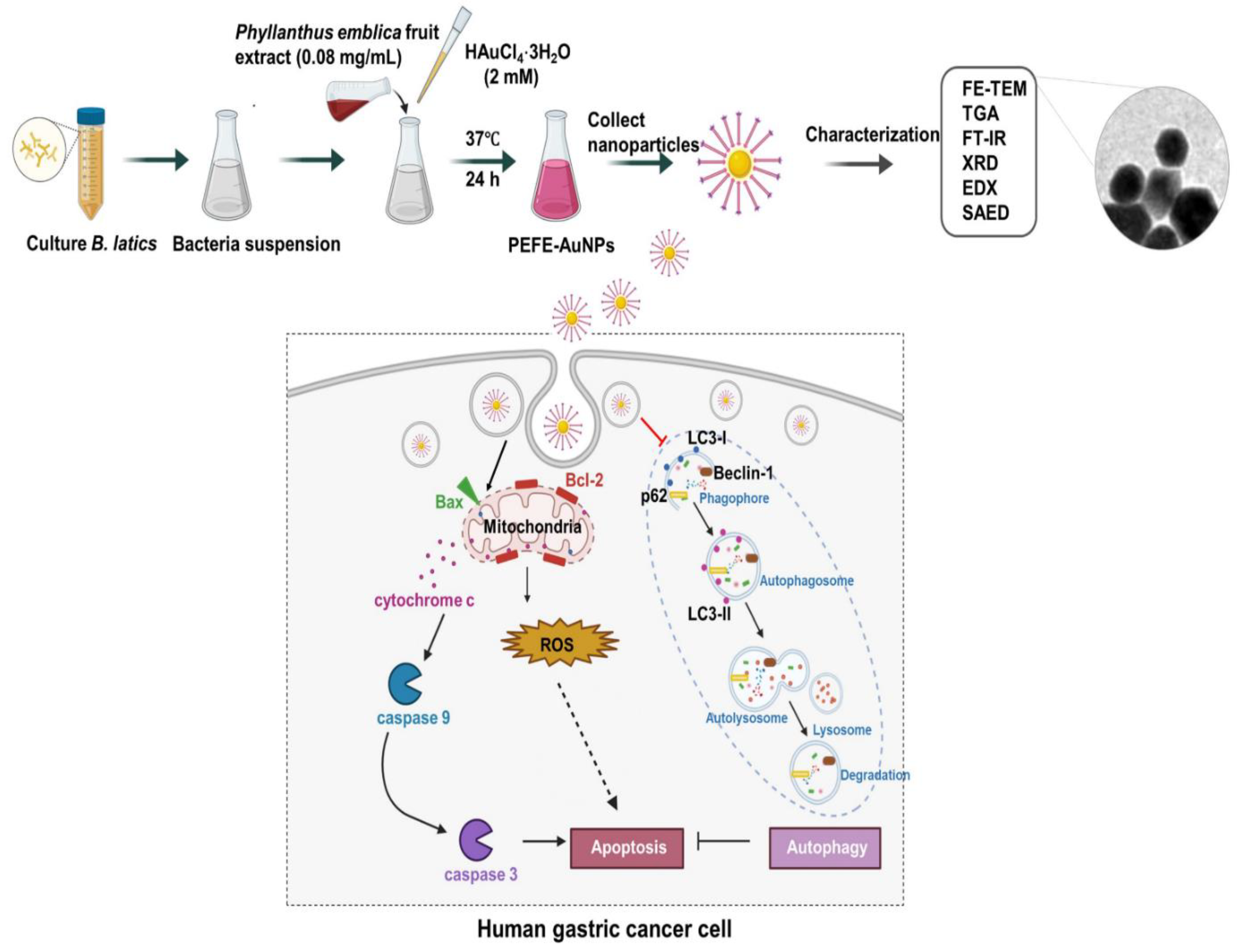 Biomedicines 13 01184 g006