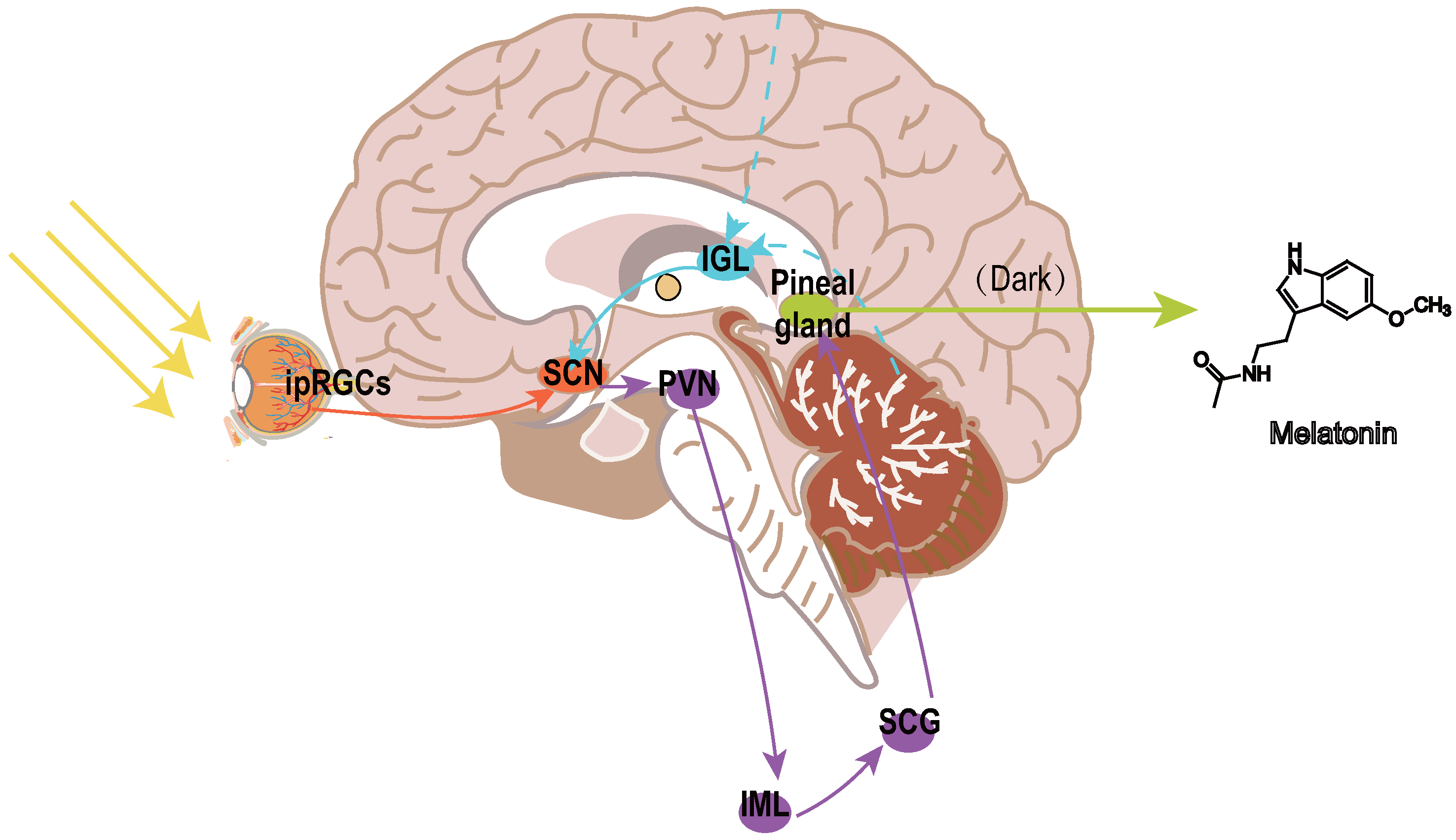Biomedicines 13 01213 g001