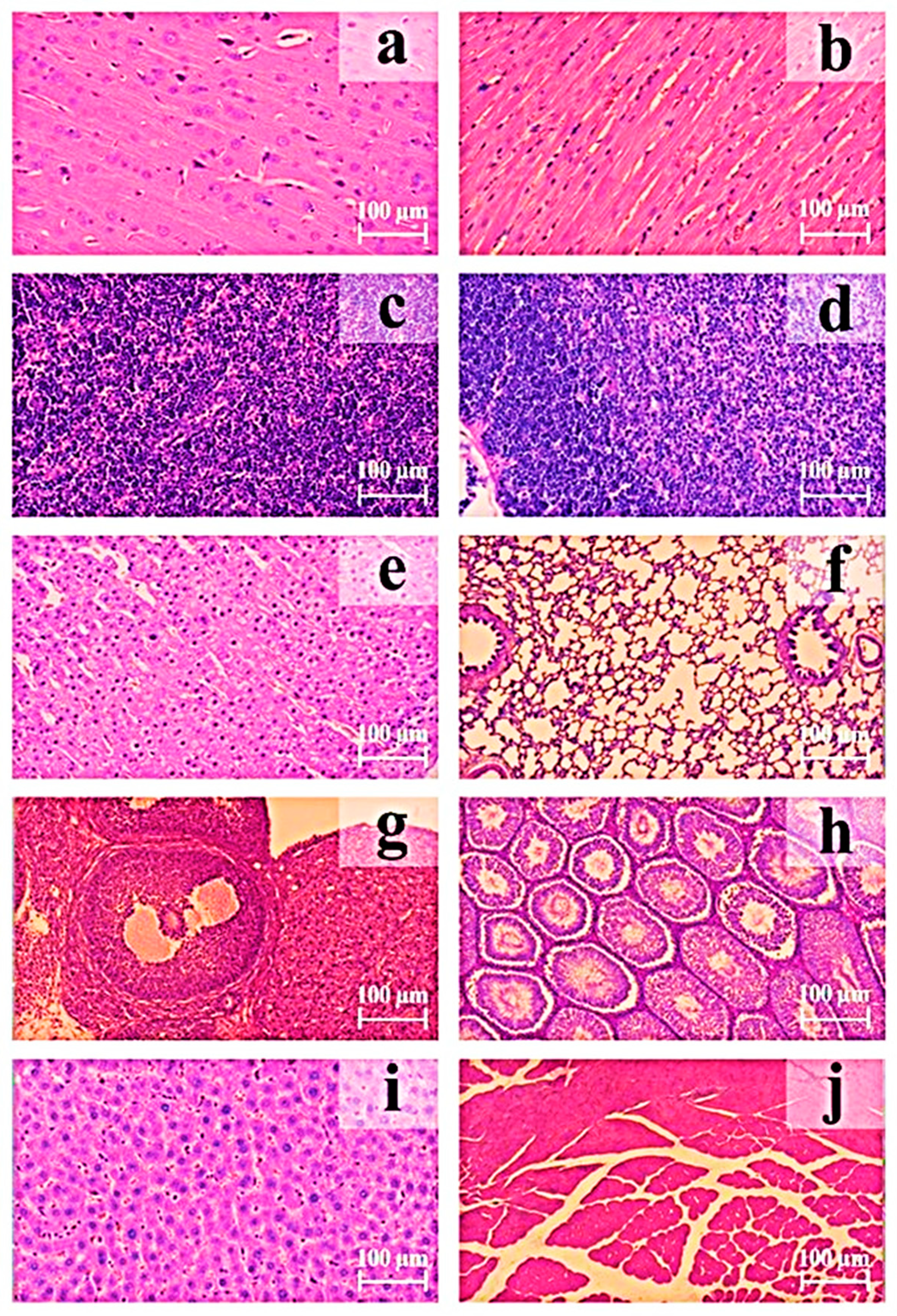 Biomedicines 13 01223 g005