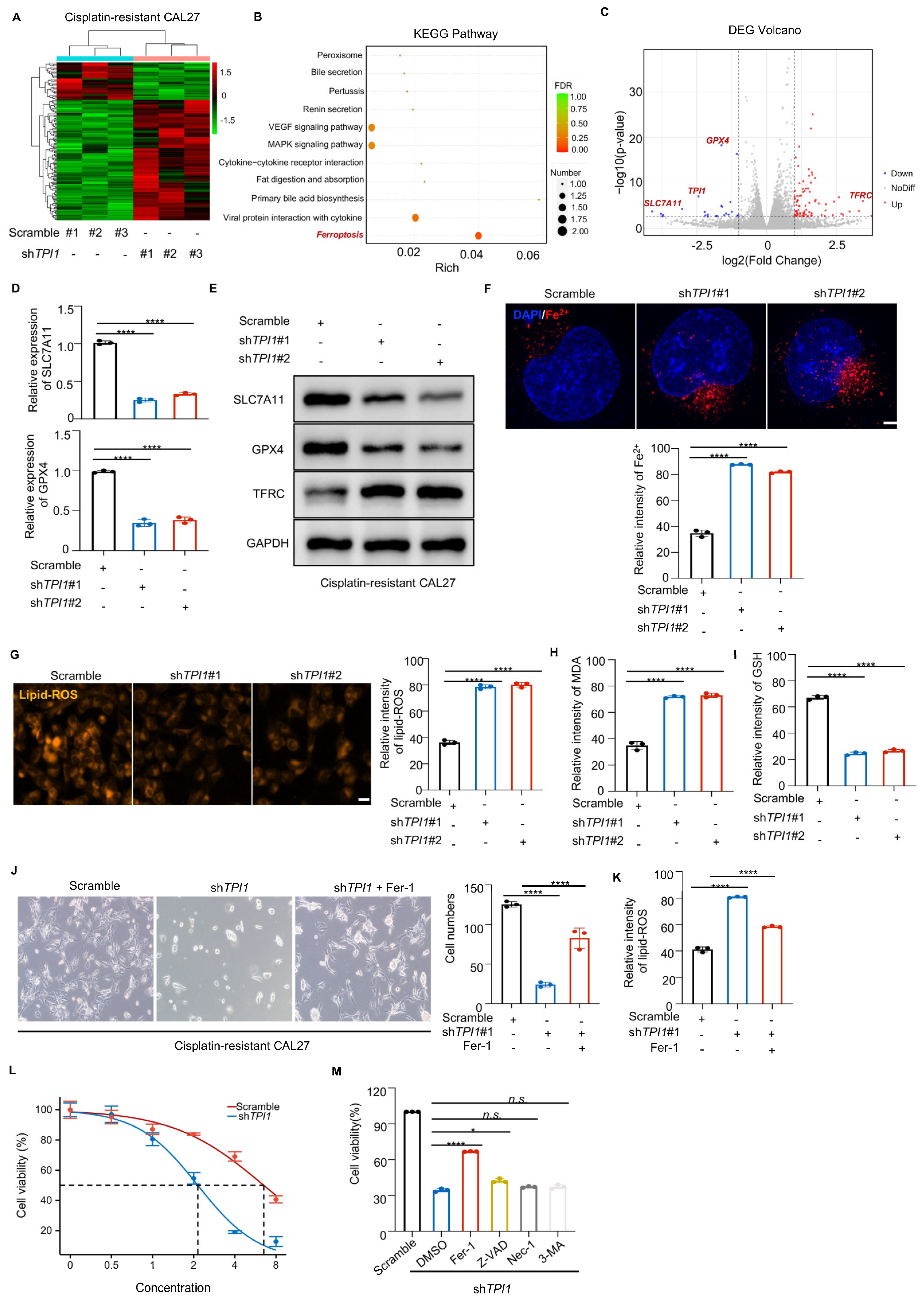 Biomedicines 13 01225 g004