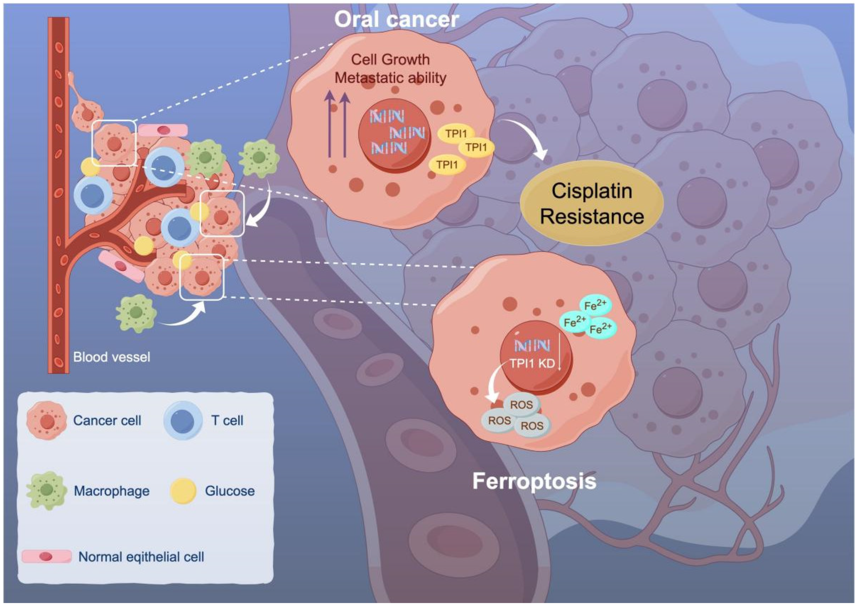 Biomedicines 13 01225 g006