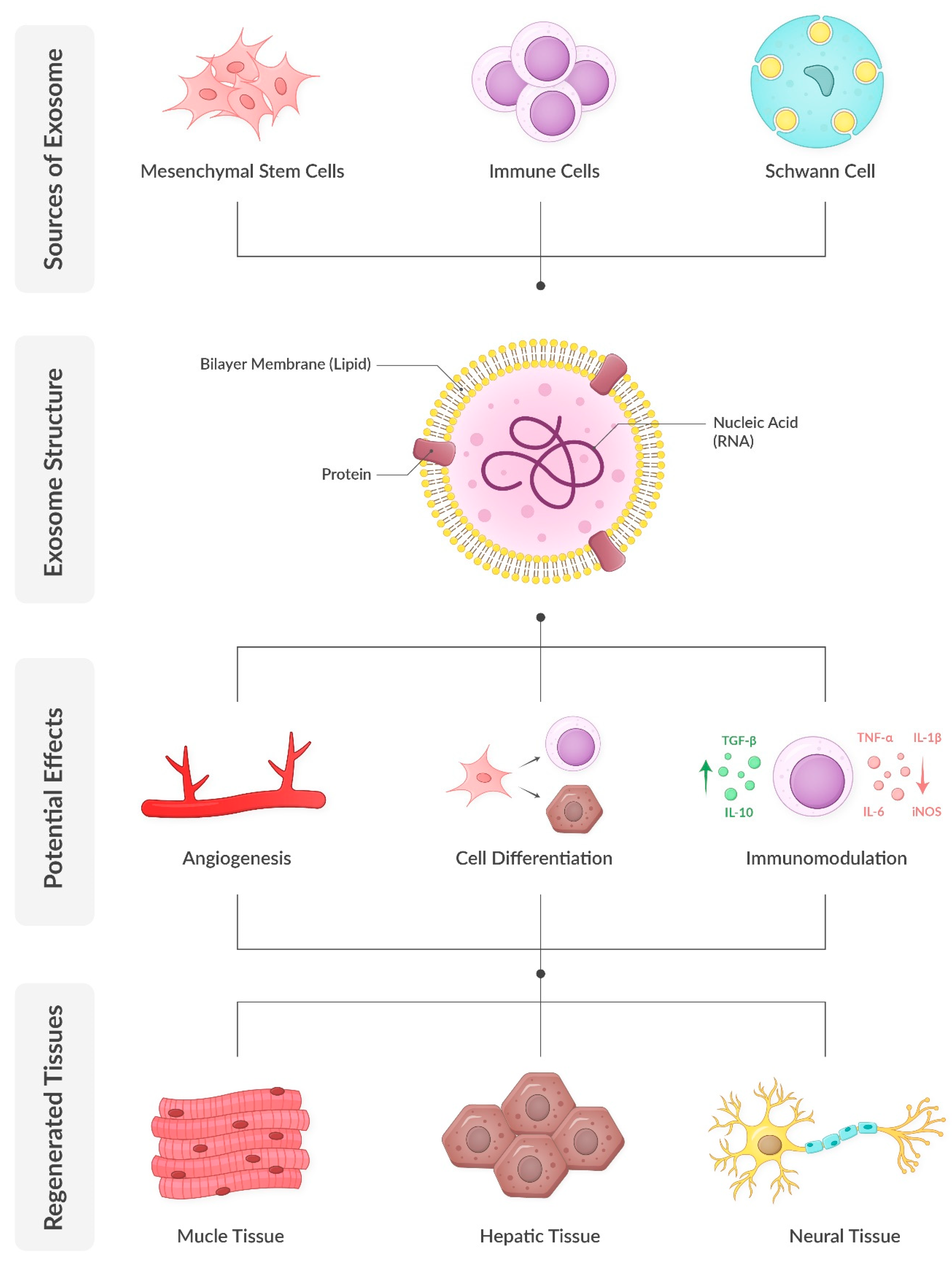 Biomedicines 13 01229 g001