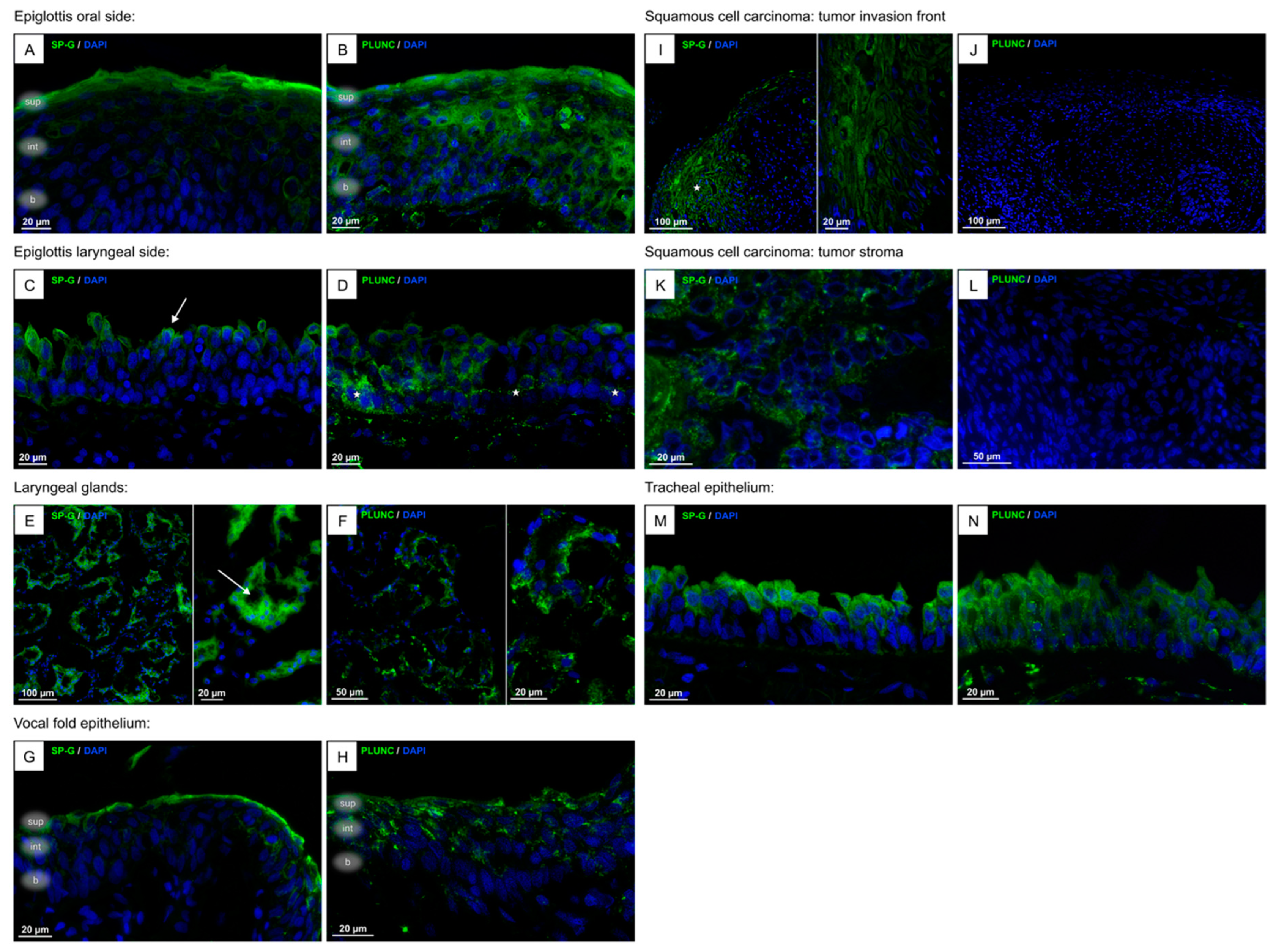 Biomedicines 13 01240 g002