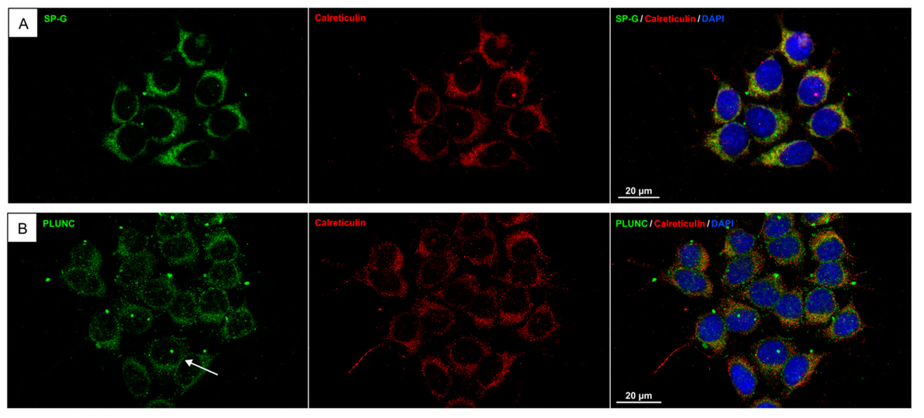 Biomedicines 13 01240 g003